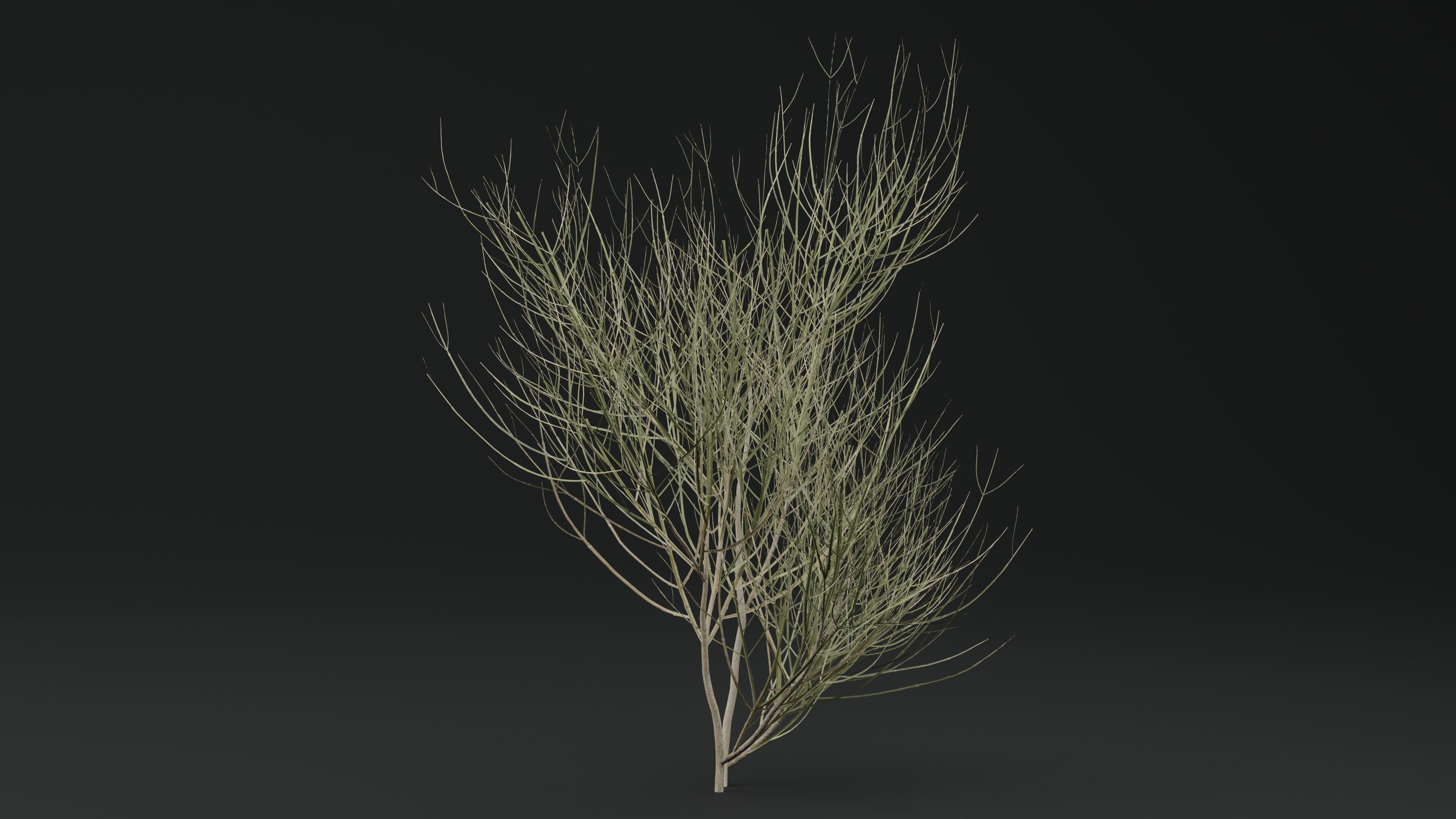 Leptadenia Plant 3D model_2