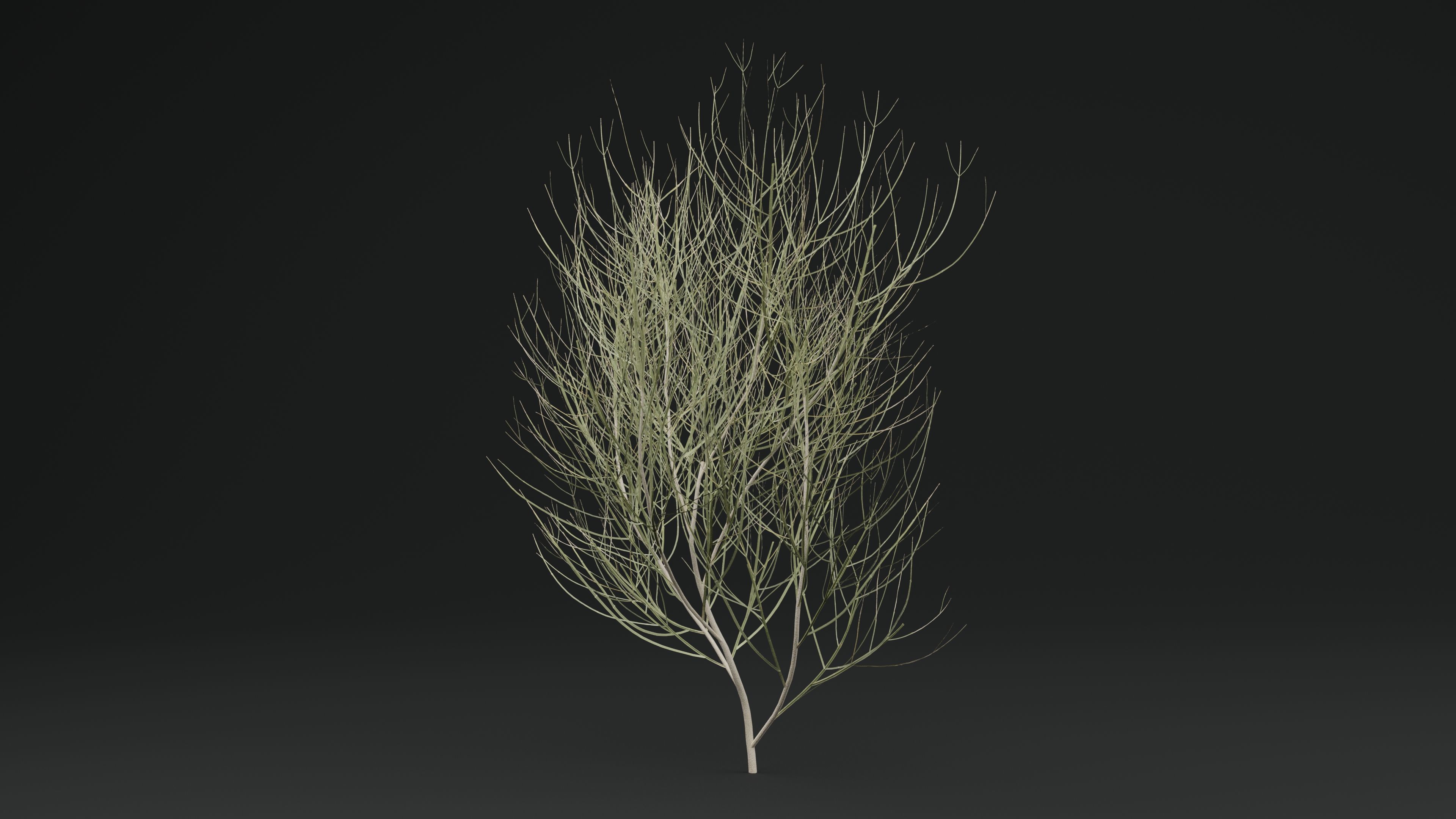 Leptadenia Plant 3D model_4