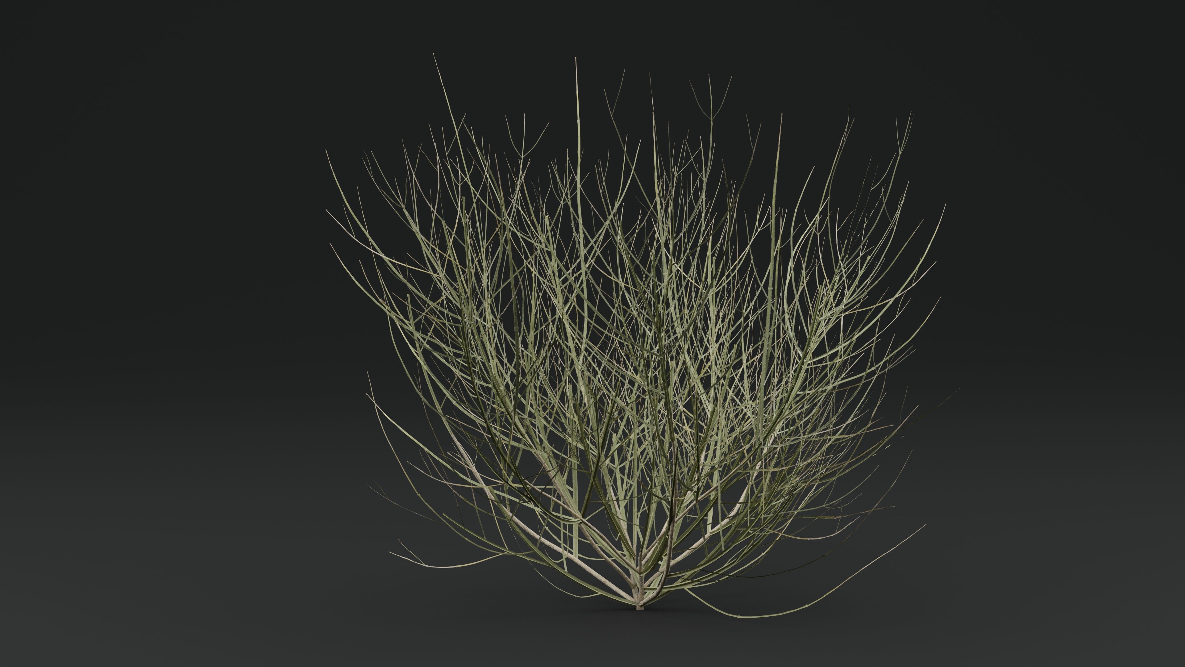 Leptadenia Plant 3D model_3