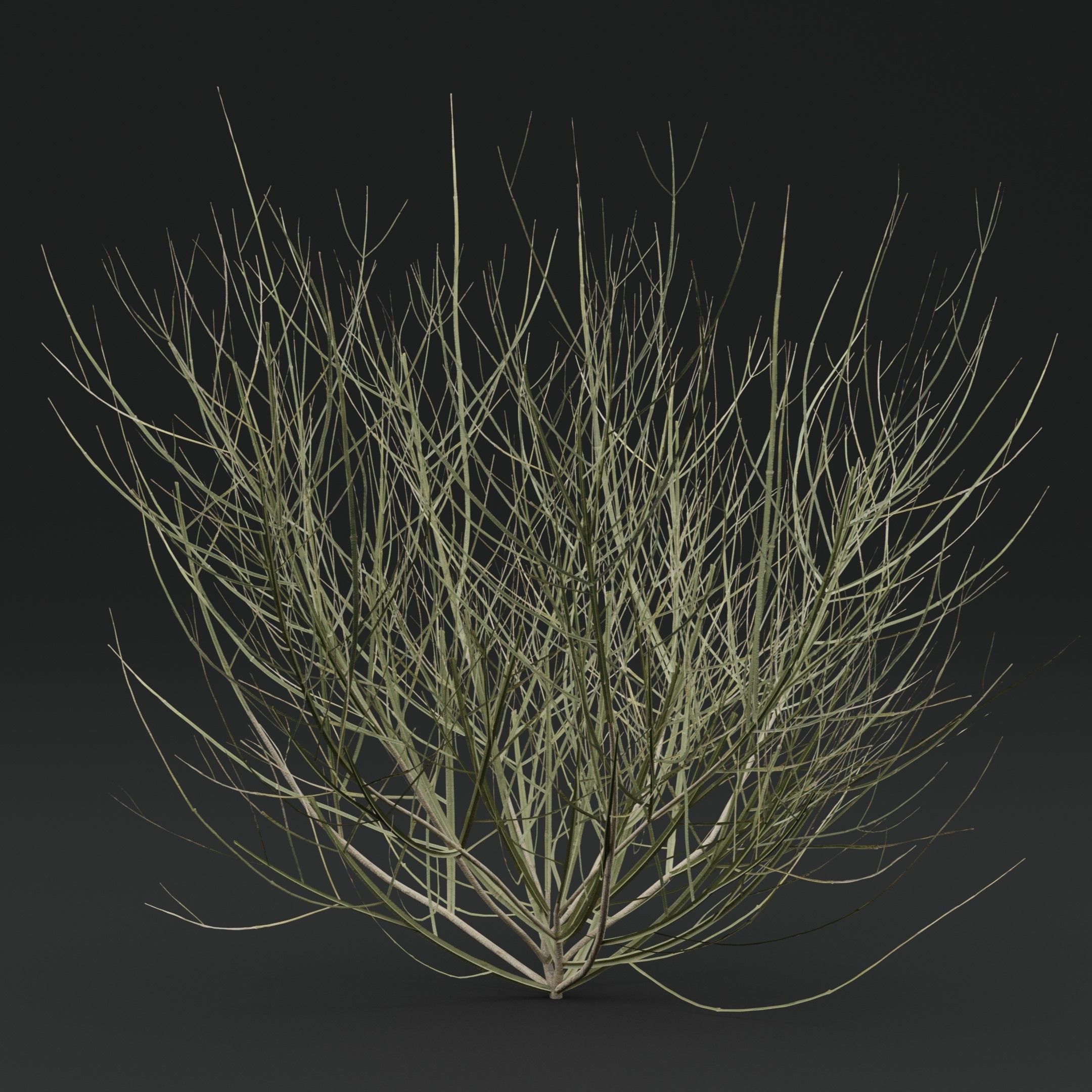 Leptadenia Plant 3D model_5