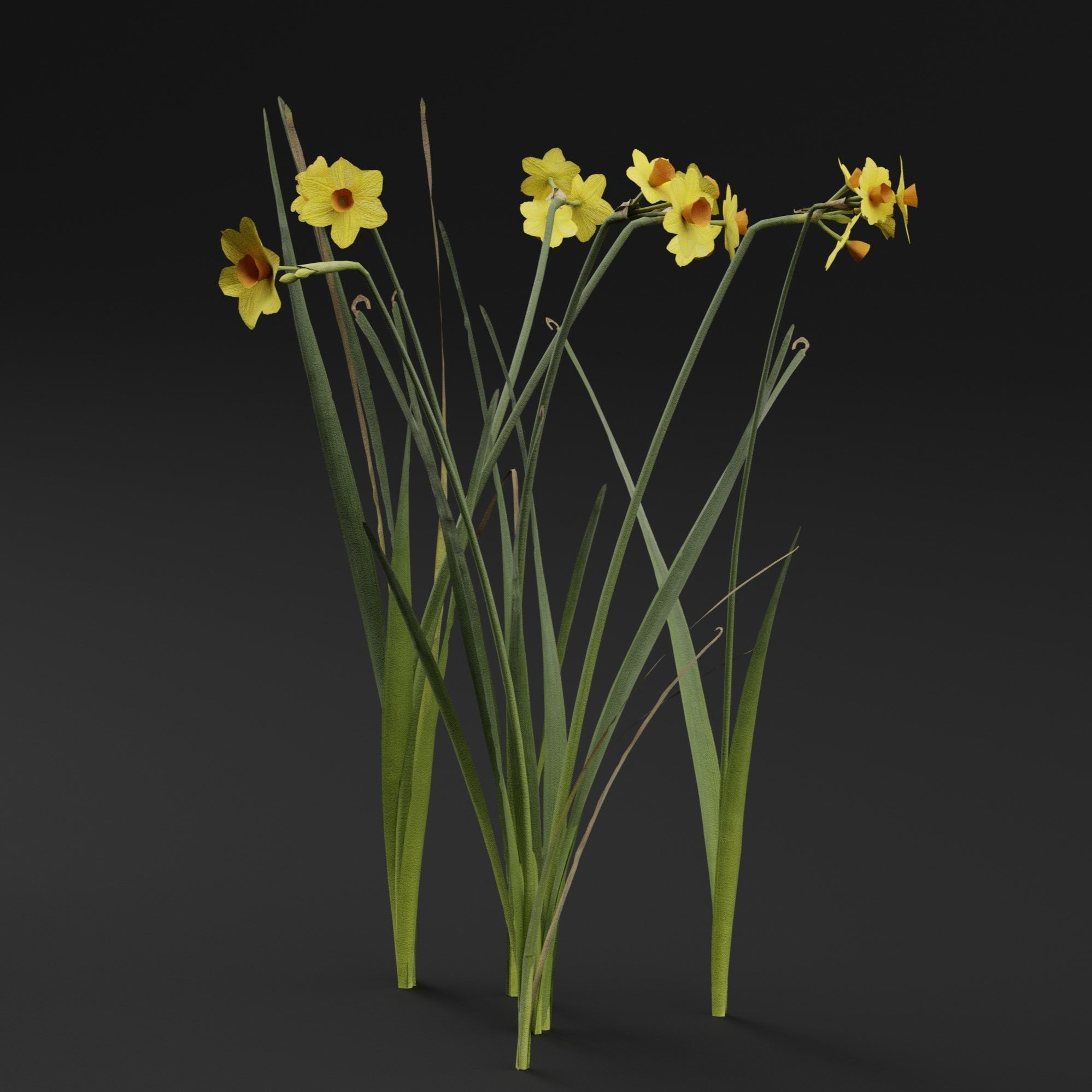 Jonquil Plant 3D model_5