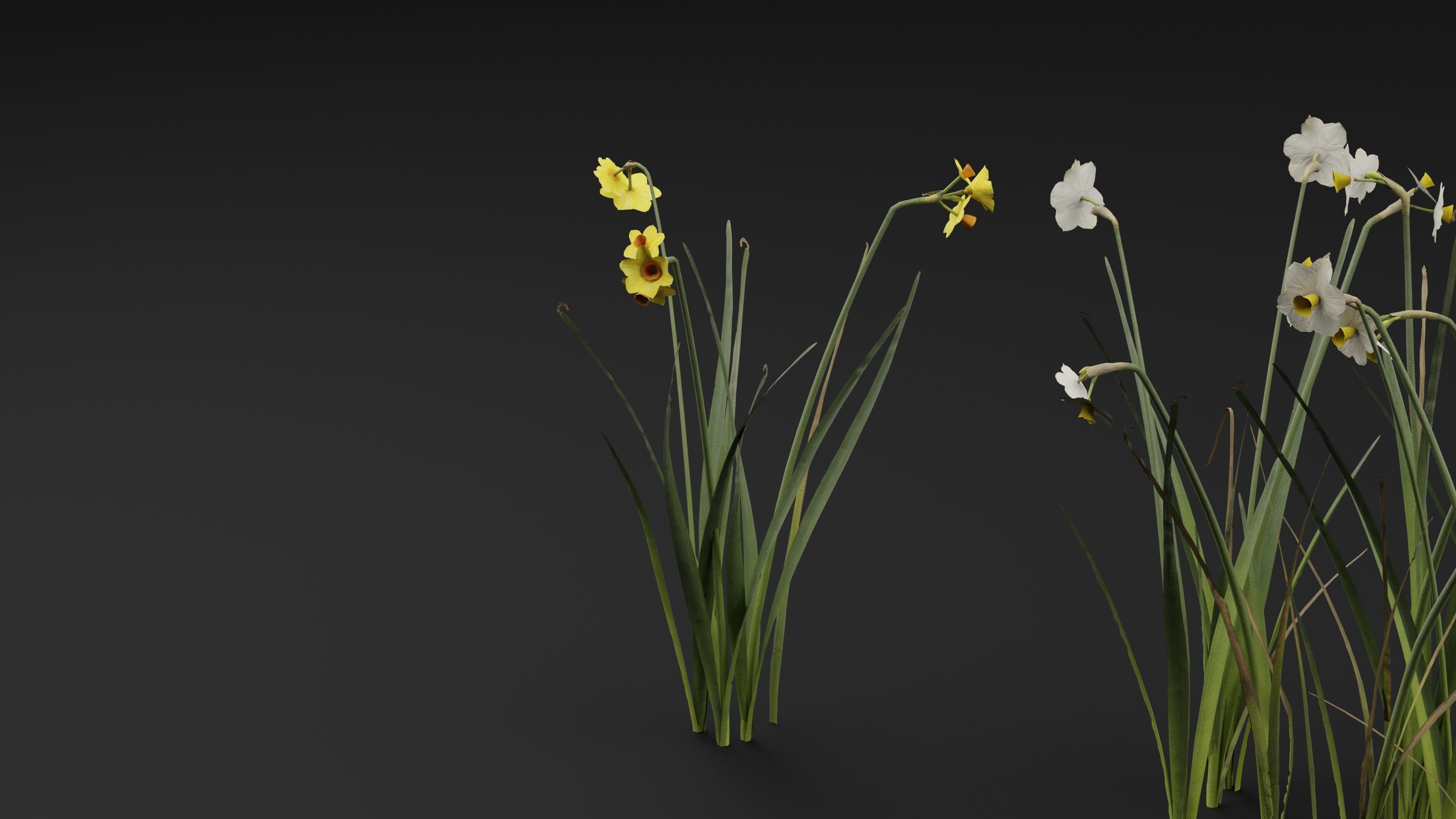 Jonquil Plant 3D model_4