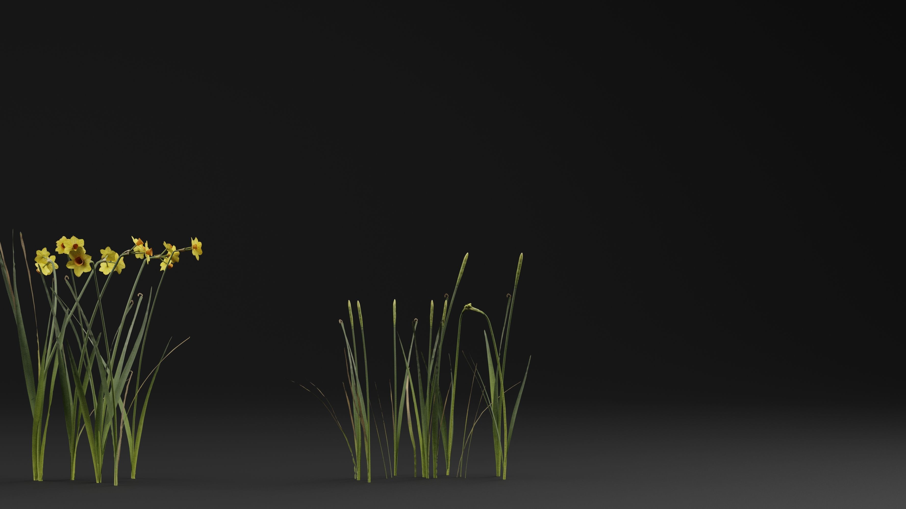 Jonquil Plant 3D model_3