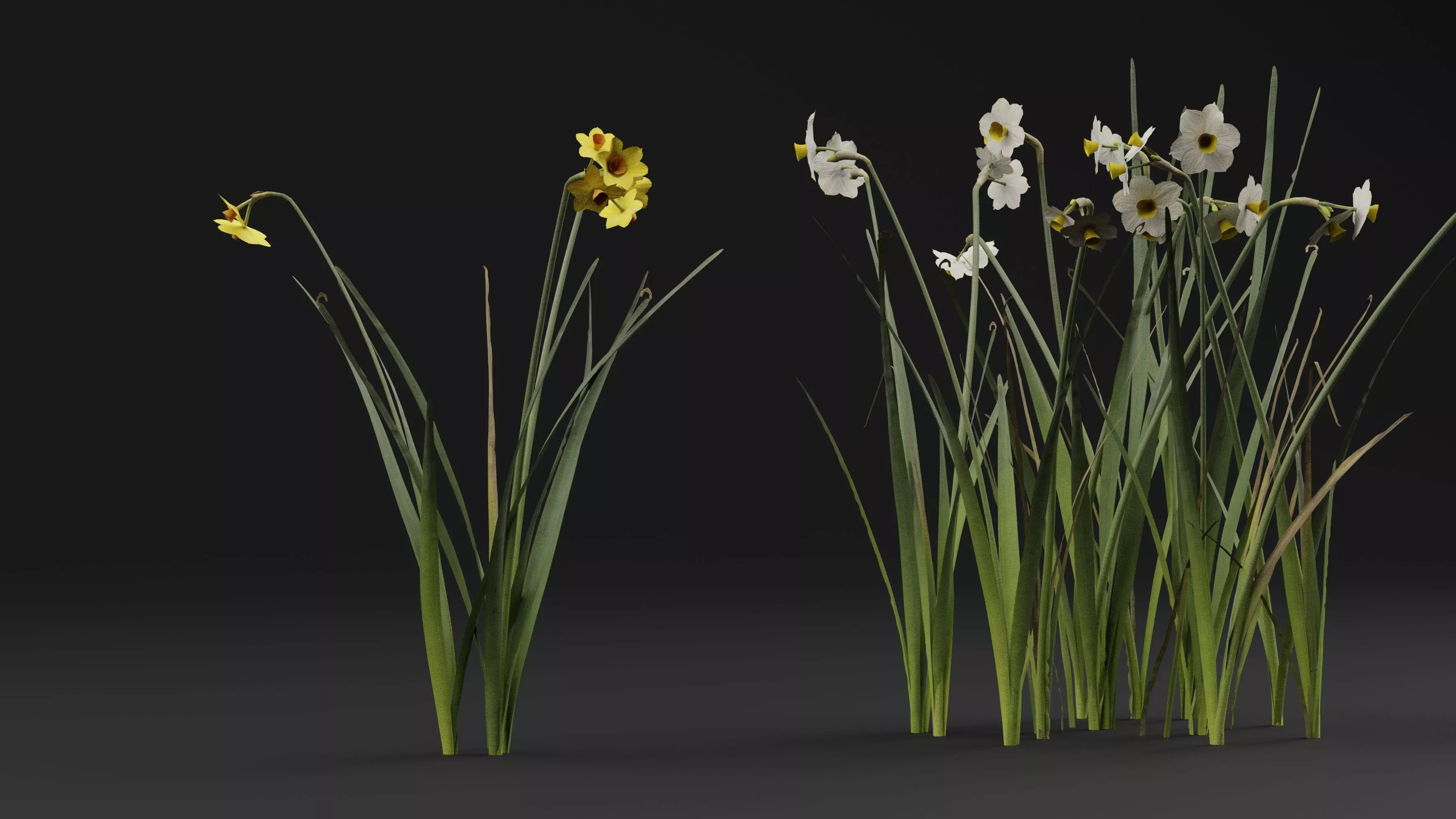 Jonquil Plant 3D model_0
