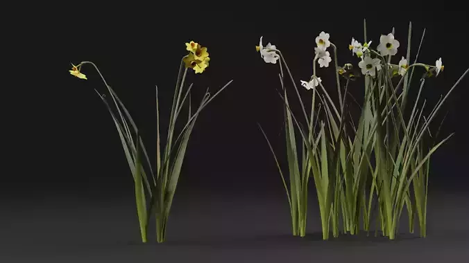 Jonquil Plant 3D model