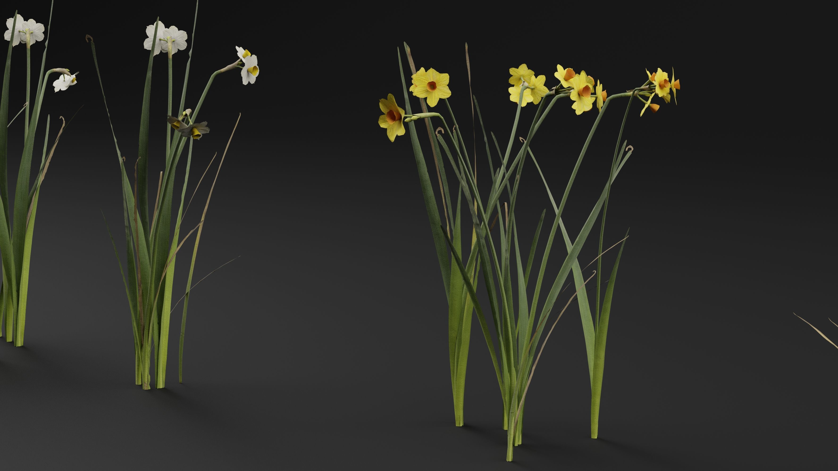 Jonquil Plant 3D model_2