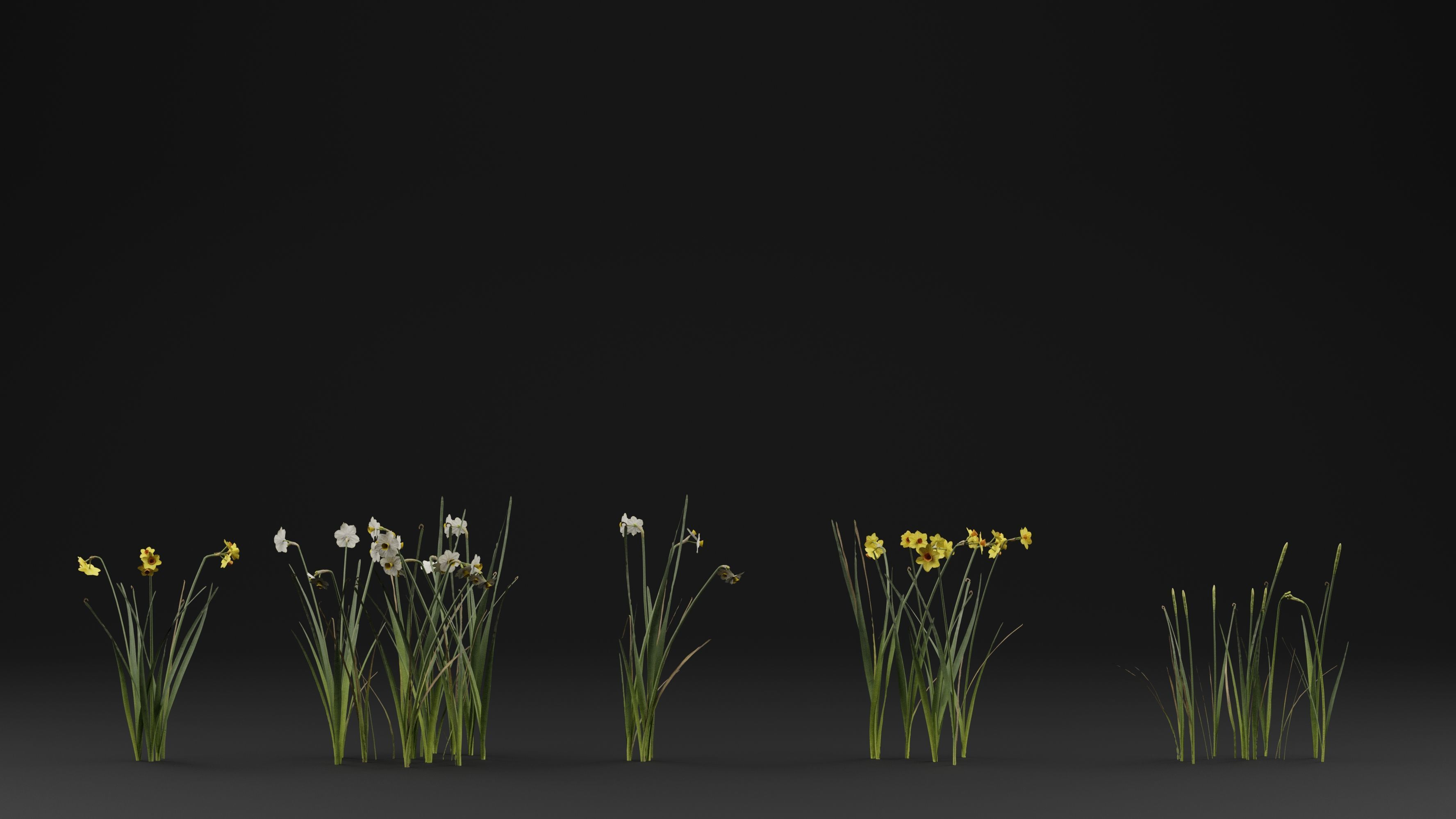 Jonquil Plant 3D model_1