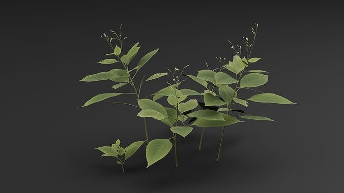 ImpatiensParviflora 3D model