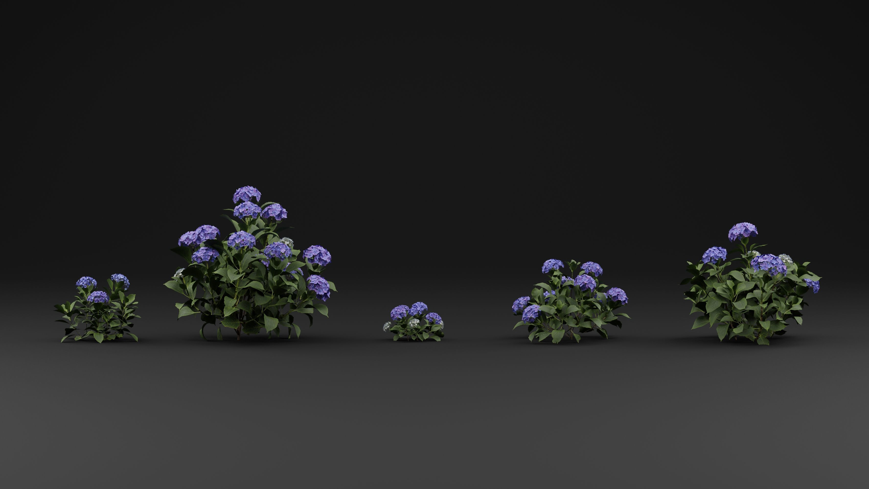 Hydrangea macrophylla 3D model_1