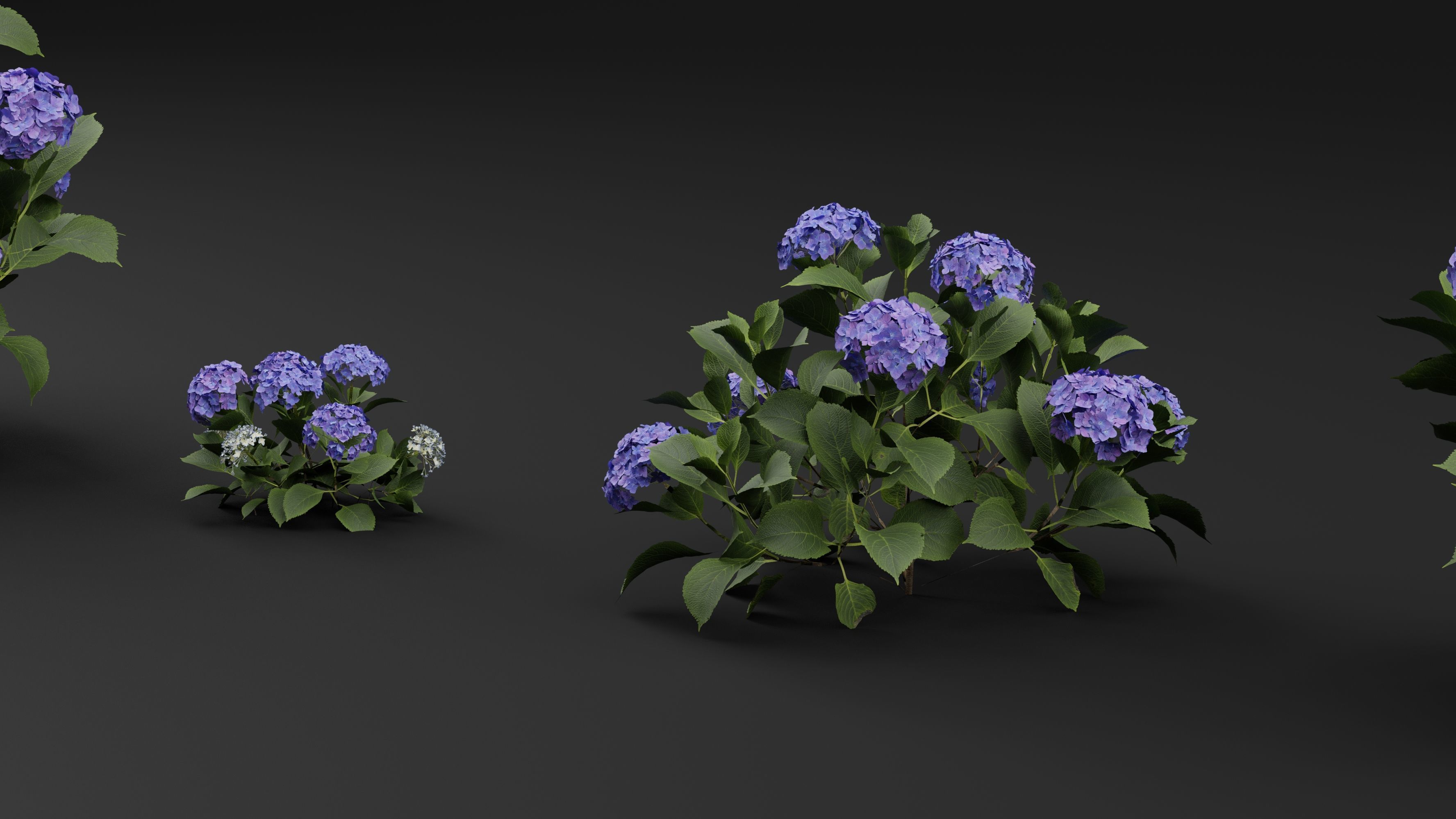 Hydrangea macrophylla 3D model_2