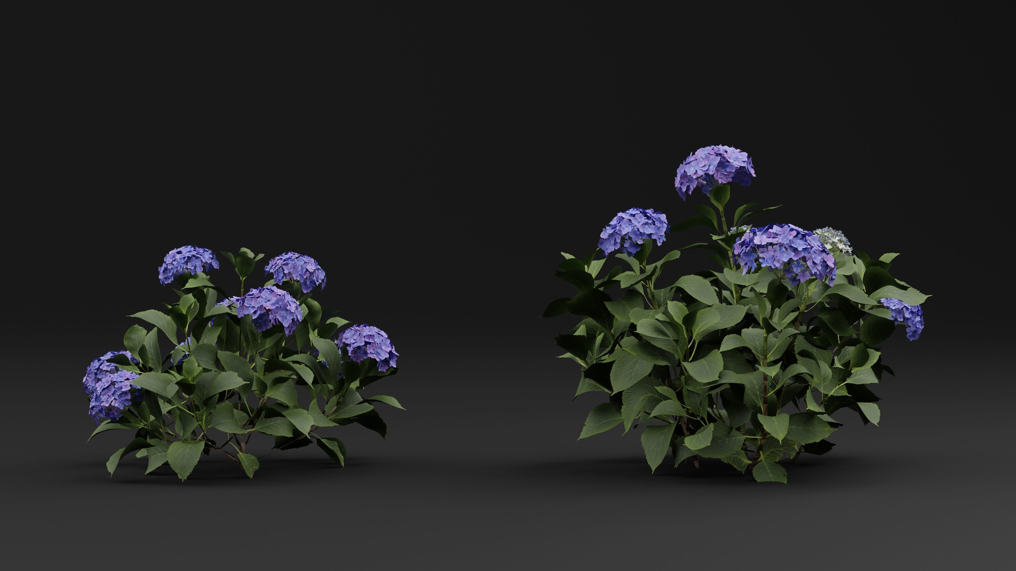 Hydrangea macrophylla 3D model_3