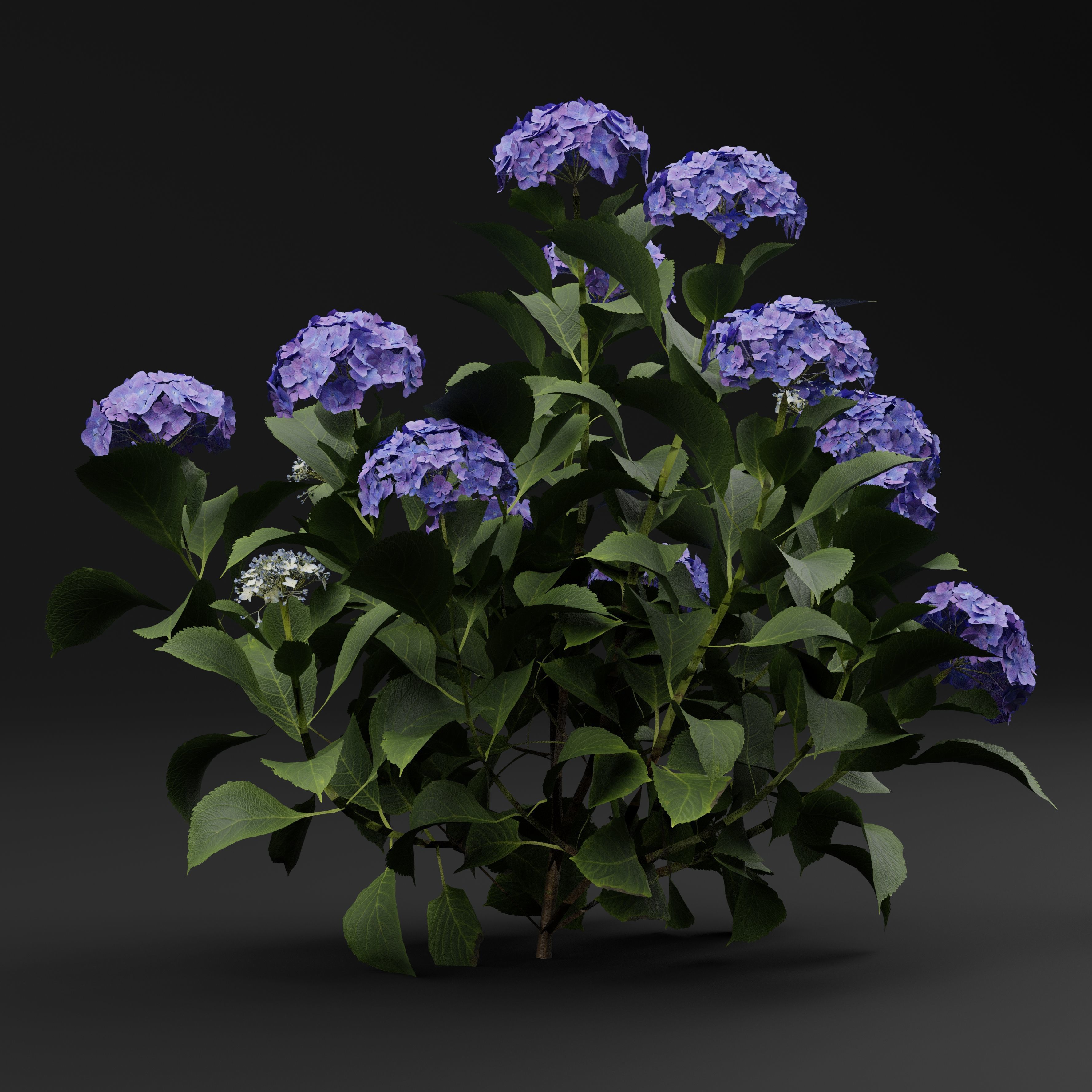 Hydrangea macrophylla 3D model_5