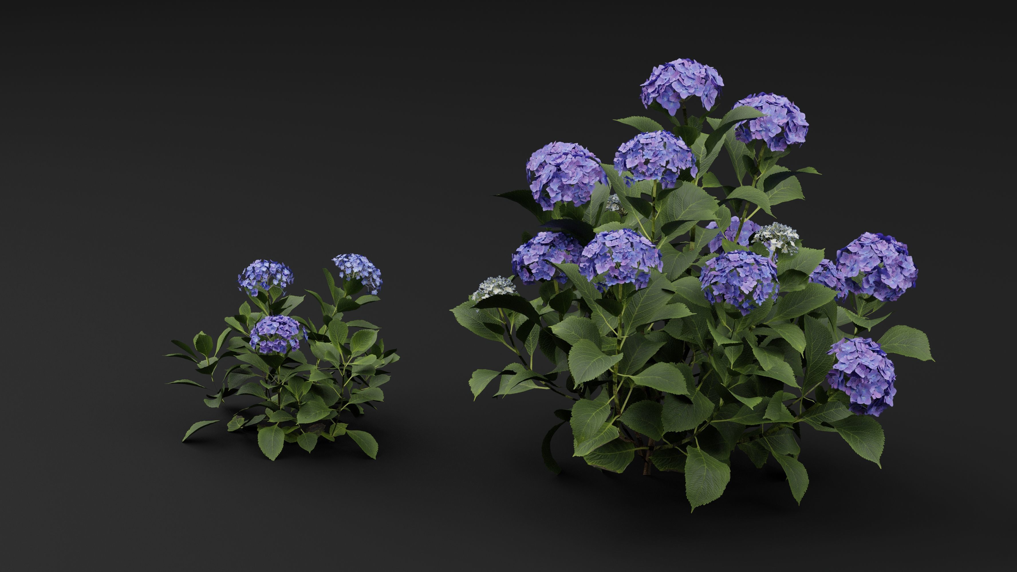 Hydrangea macrophylla 3D model_4
