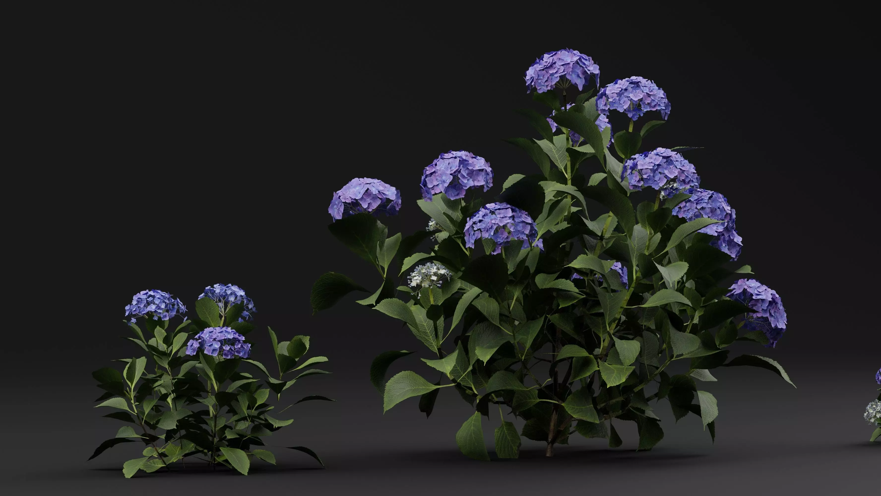 Hydrangea macrophylla 3D model_0