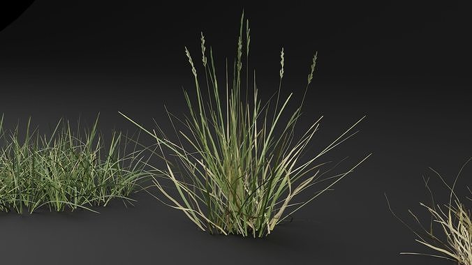 Grass Plant