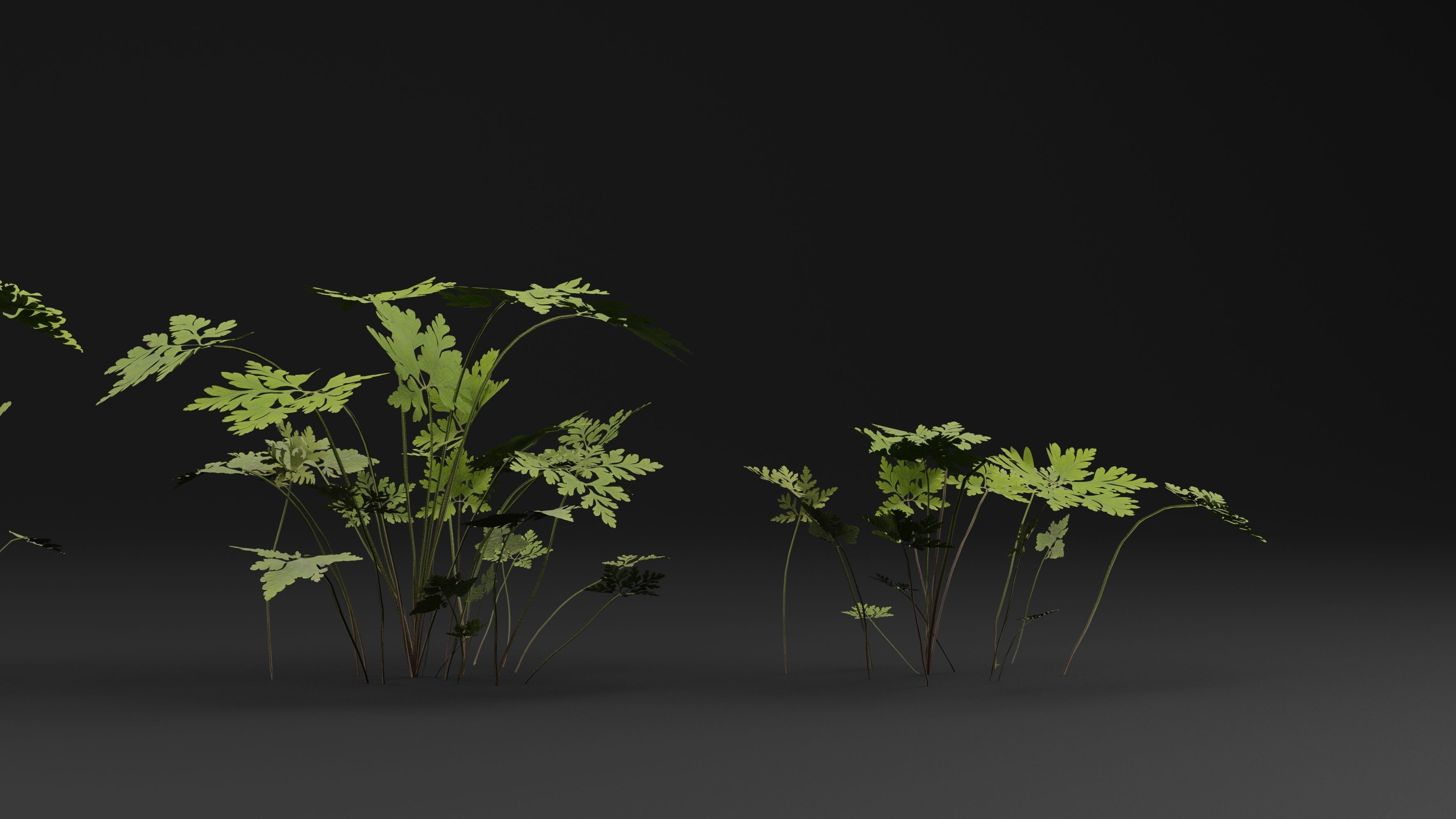 Geranium Robertianum Plant 3D model_2