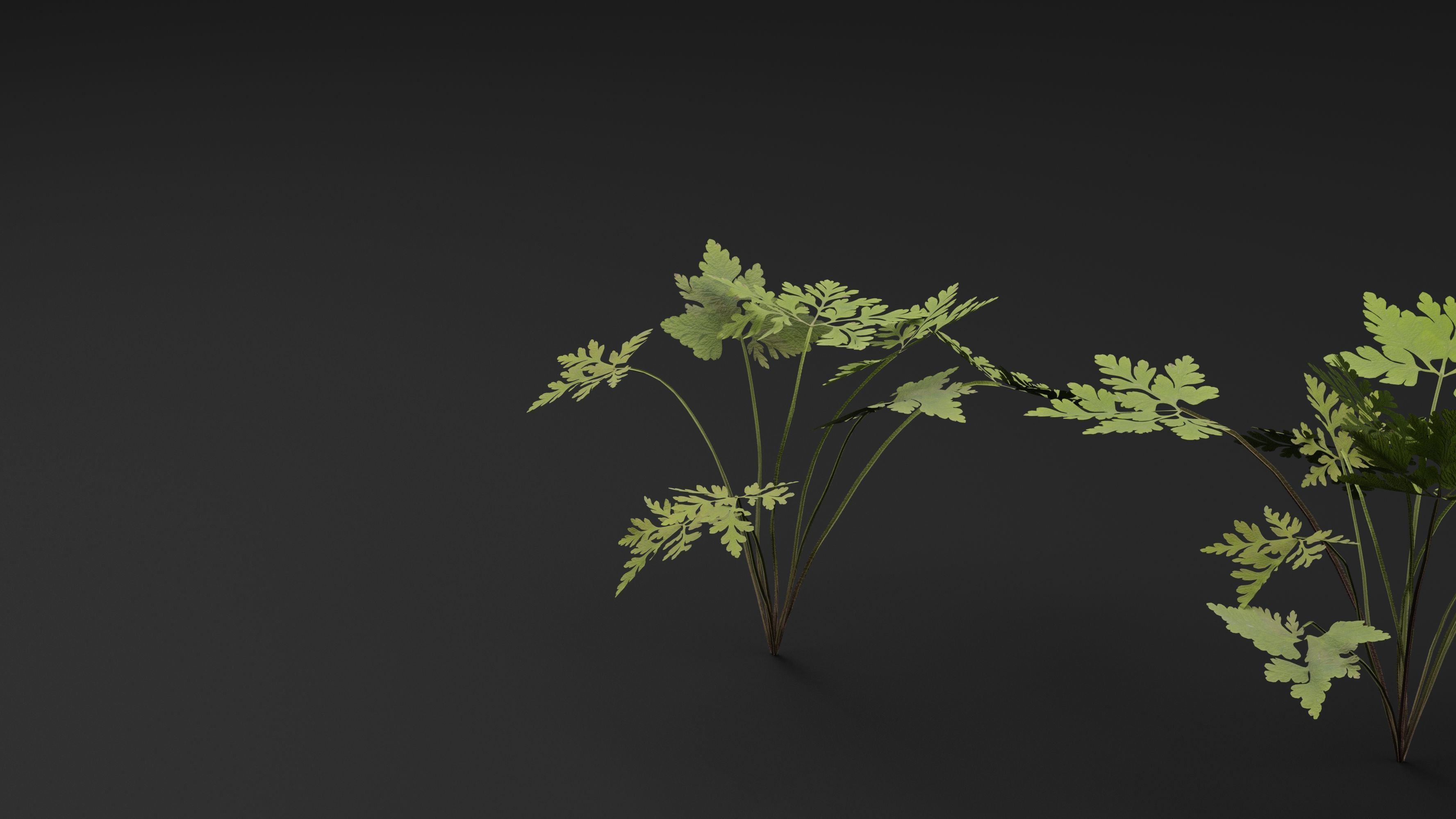 Geranium Robertianum Plant 3D model_4