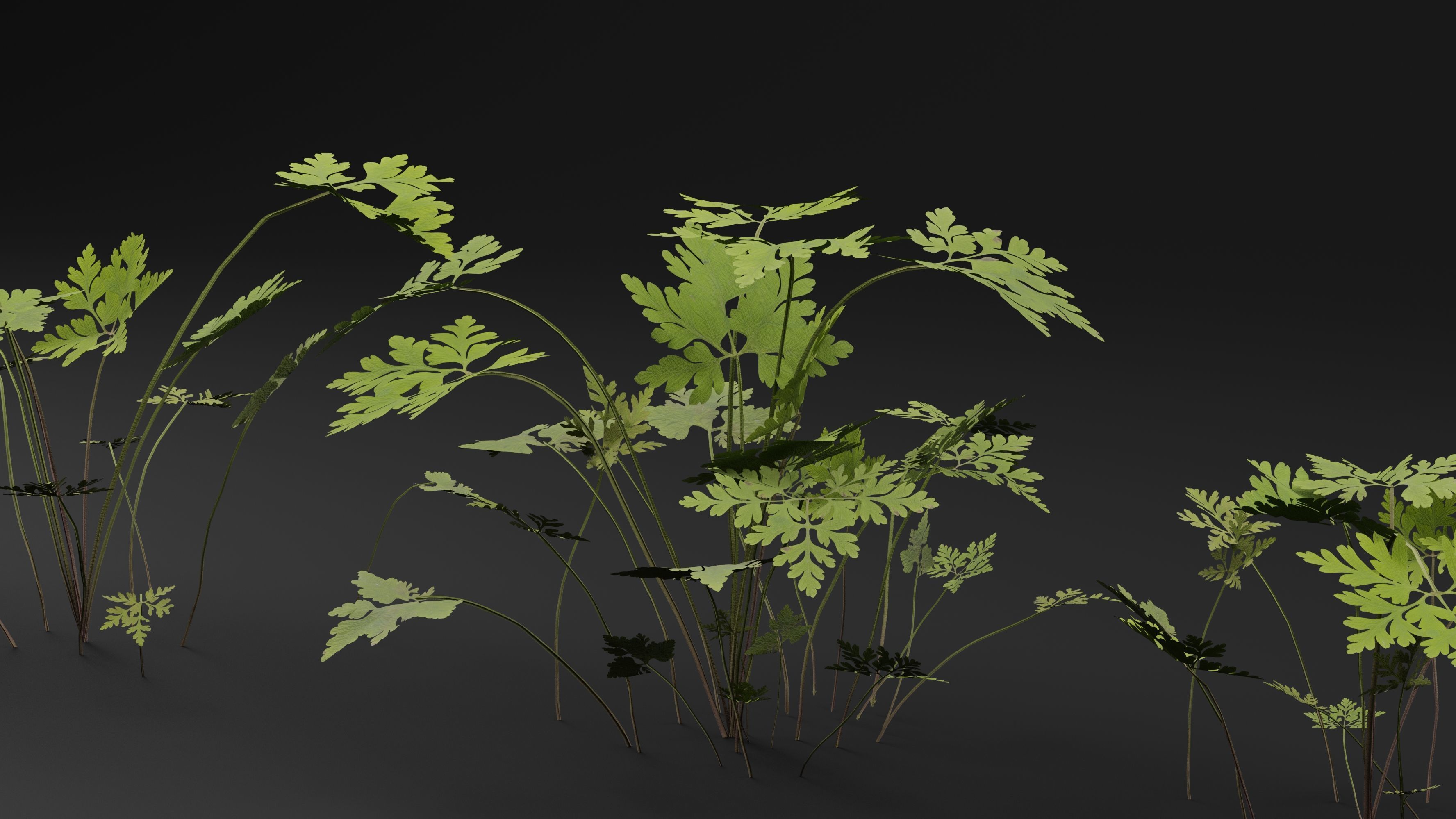 Geranium Robertianum Plant 3D model_1