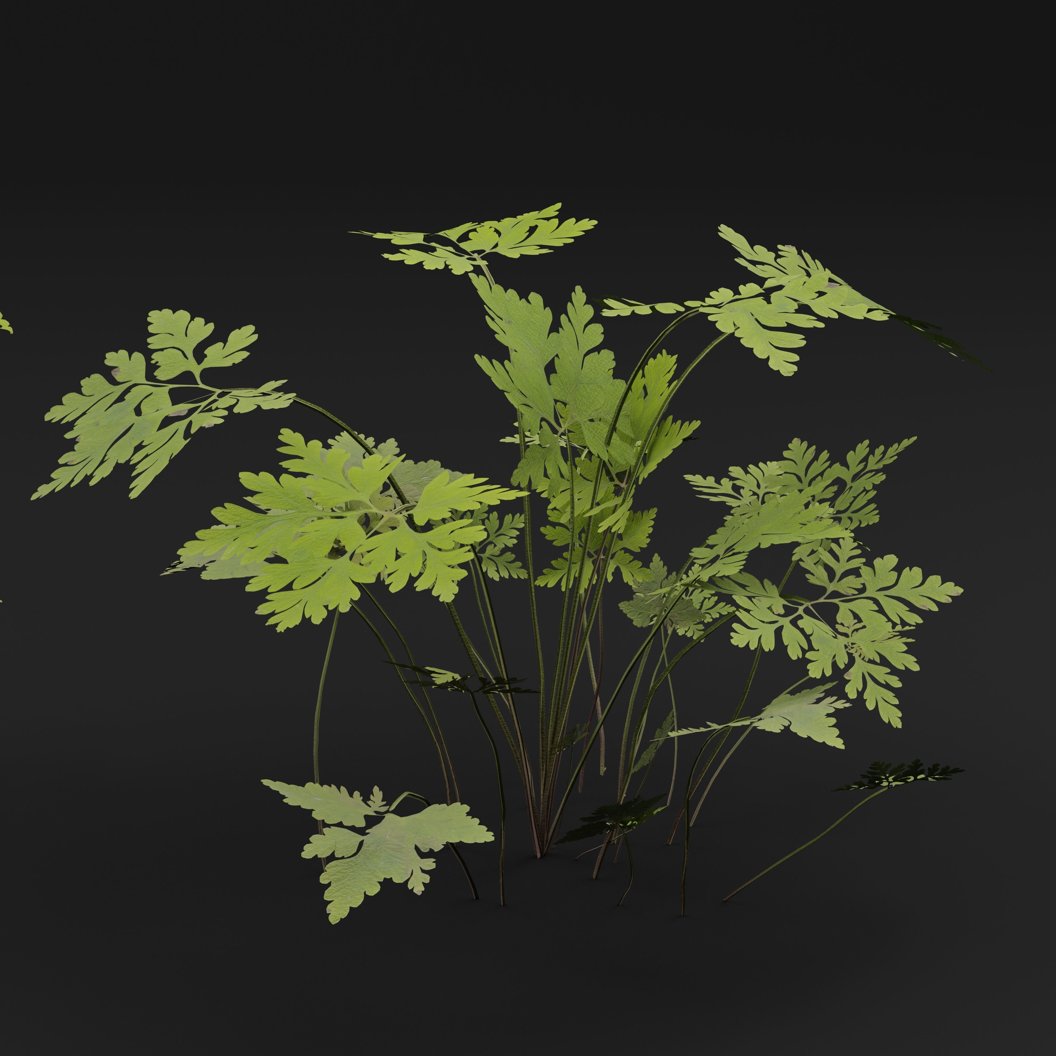 Geranium Robertianum Plant 3D model_5