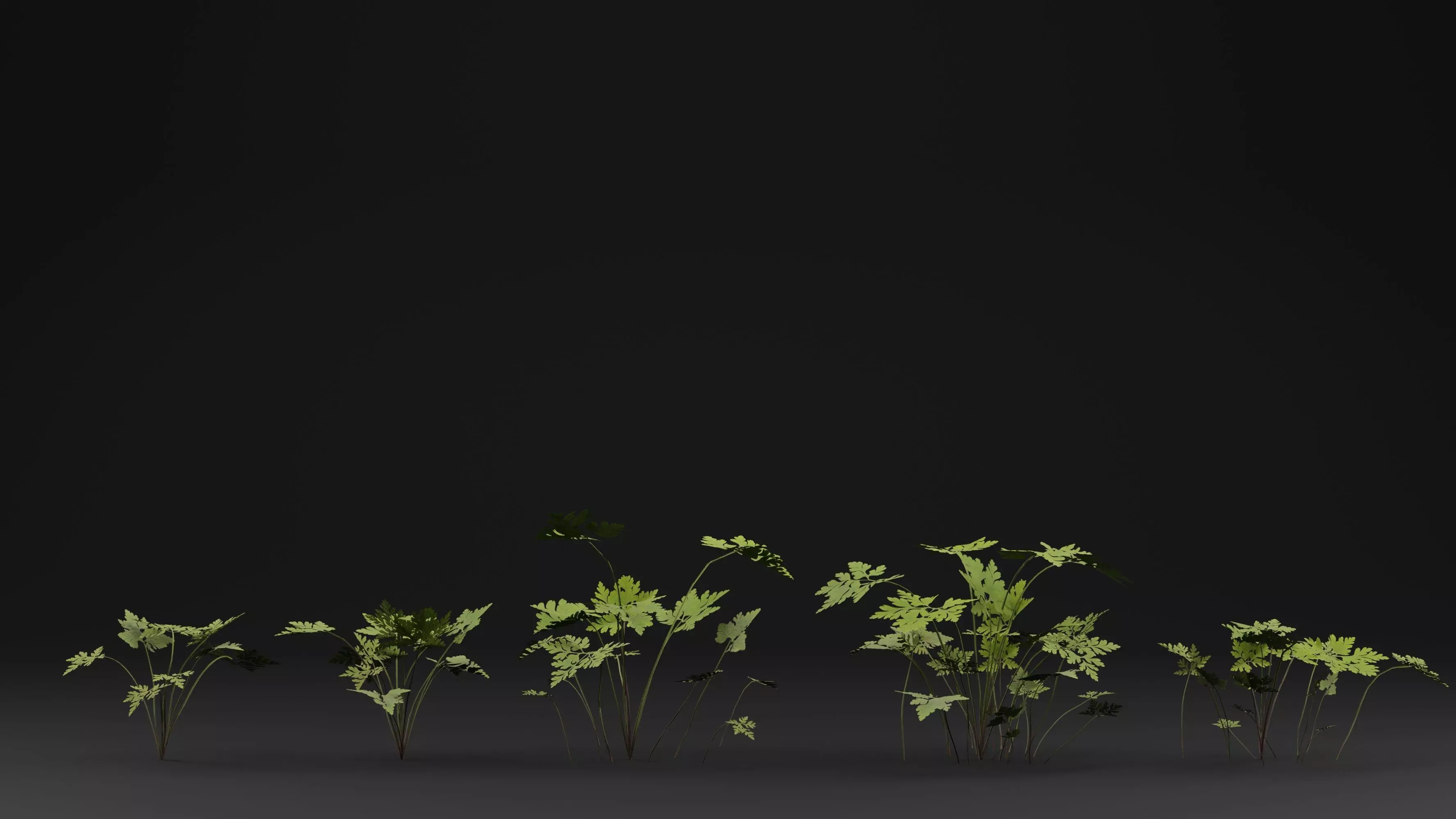 Geranium Robertianum Plant 3D model_0