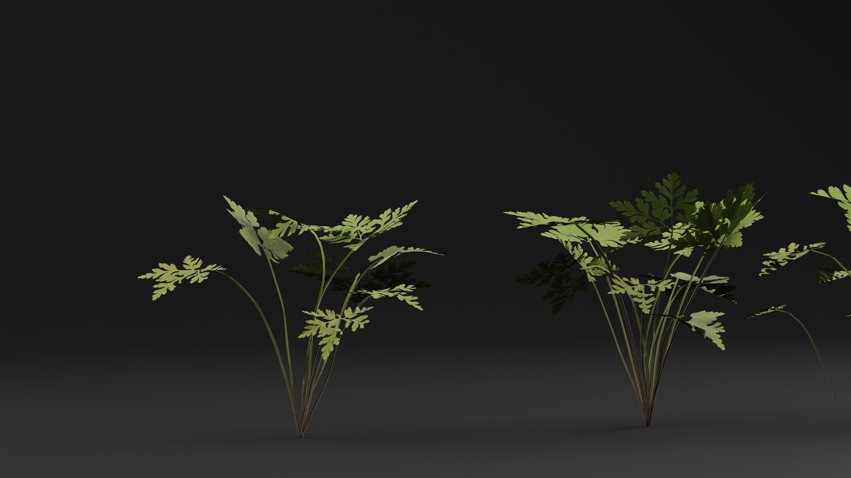 Geranium Robertianum Plant 3D model_3