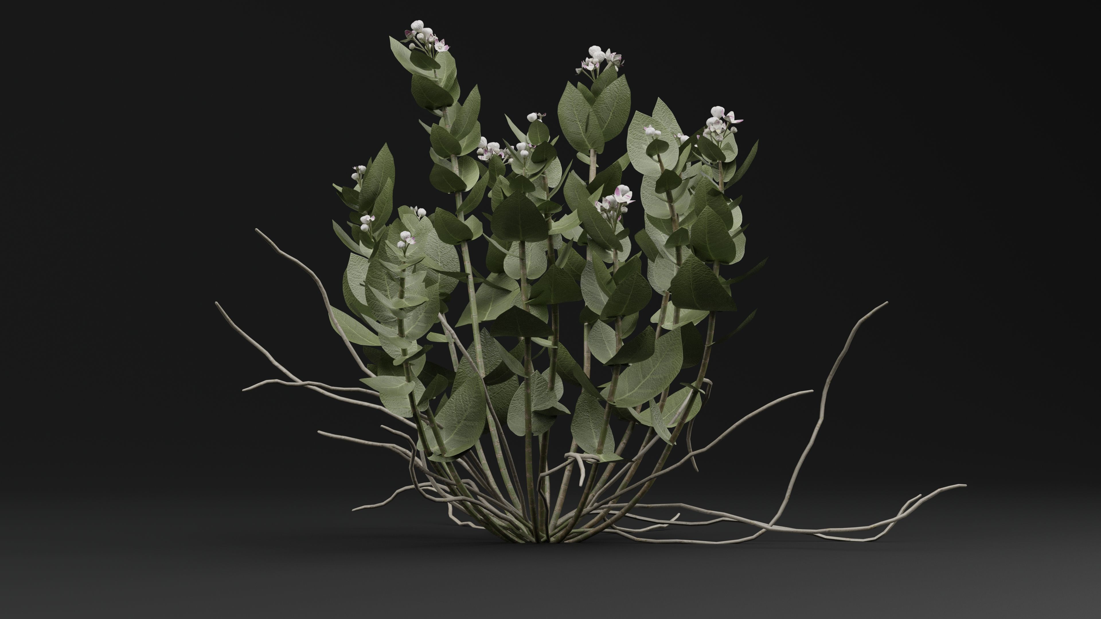 FicusElastica Plant 3D model_0