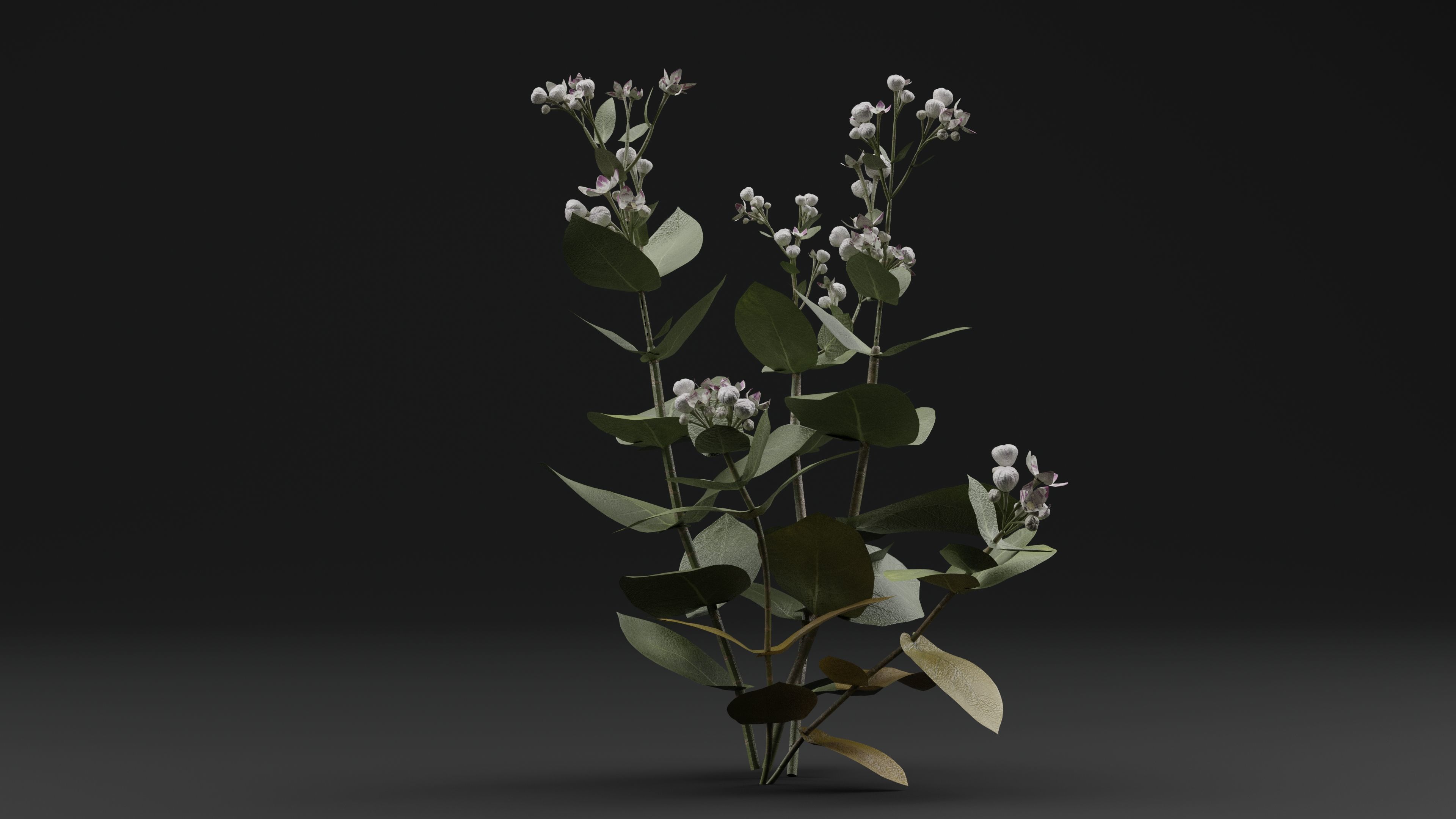 FicusElastica Plant 3D model_2