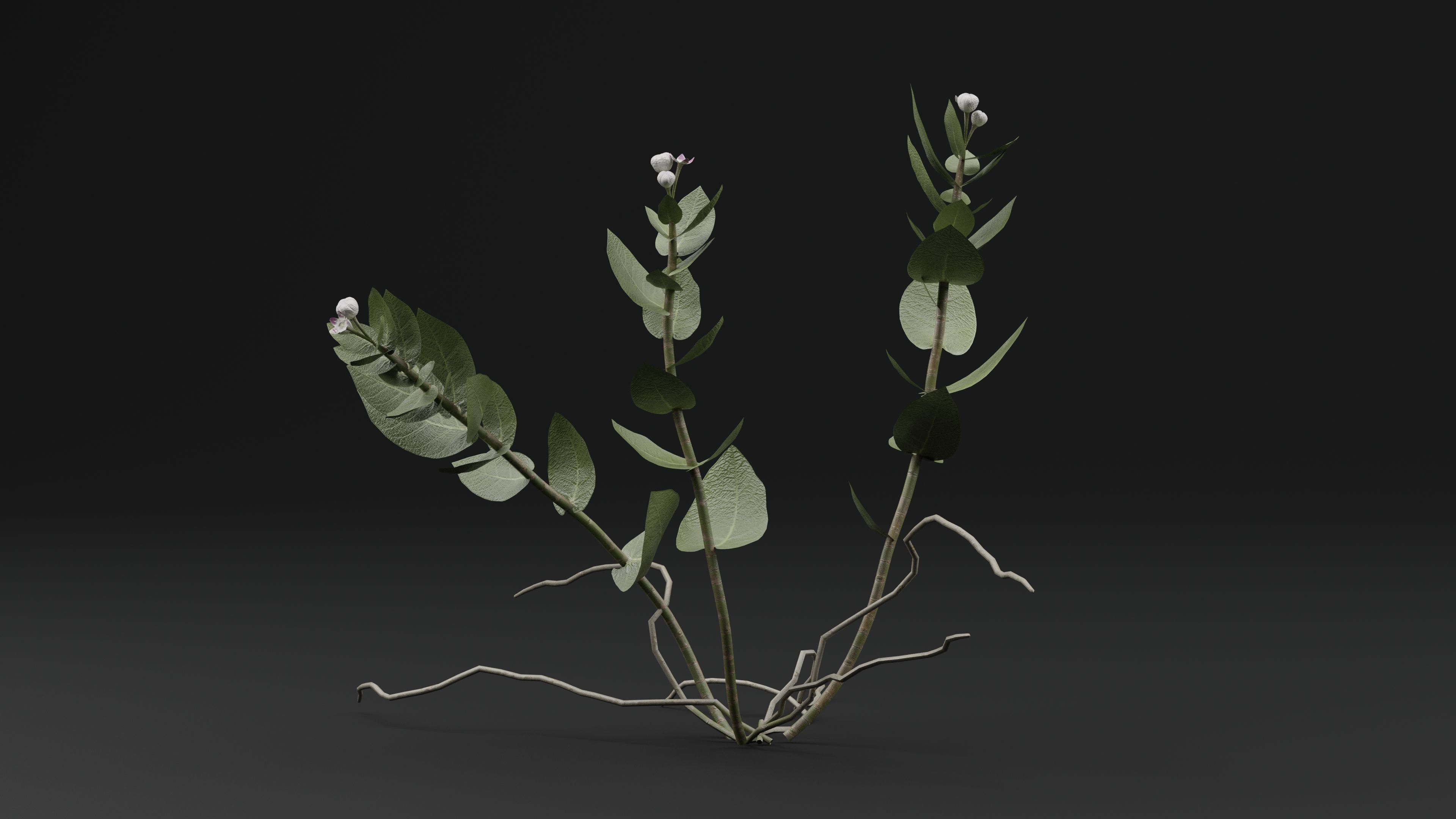 FicusElastica Plant 3D model_4
