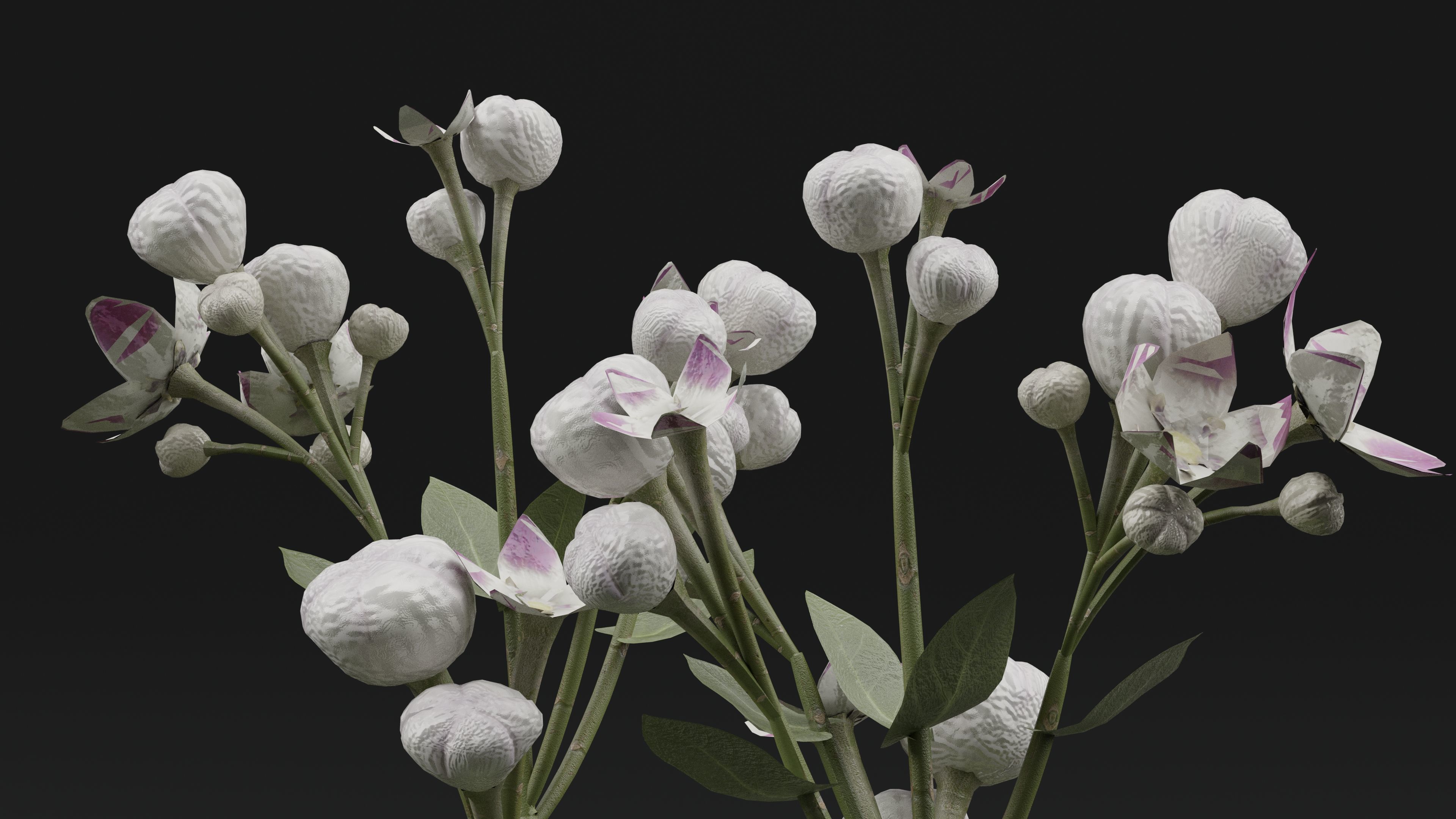 FicusElastica Plant 3D model_3