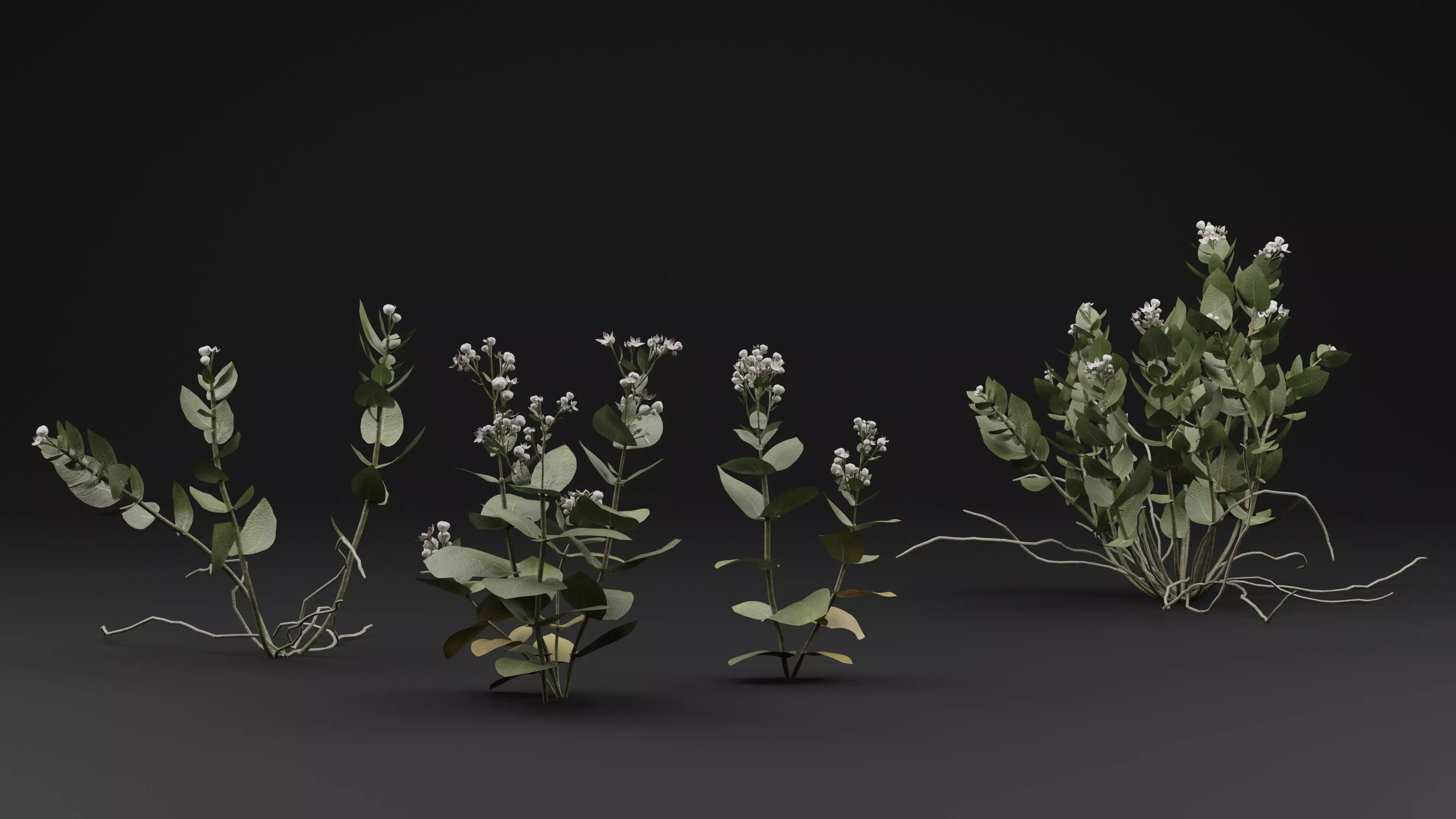 FicusElastica Plant 3D model_1