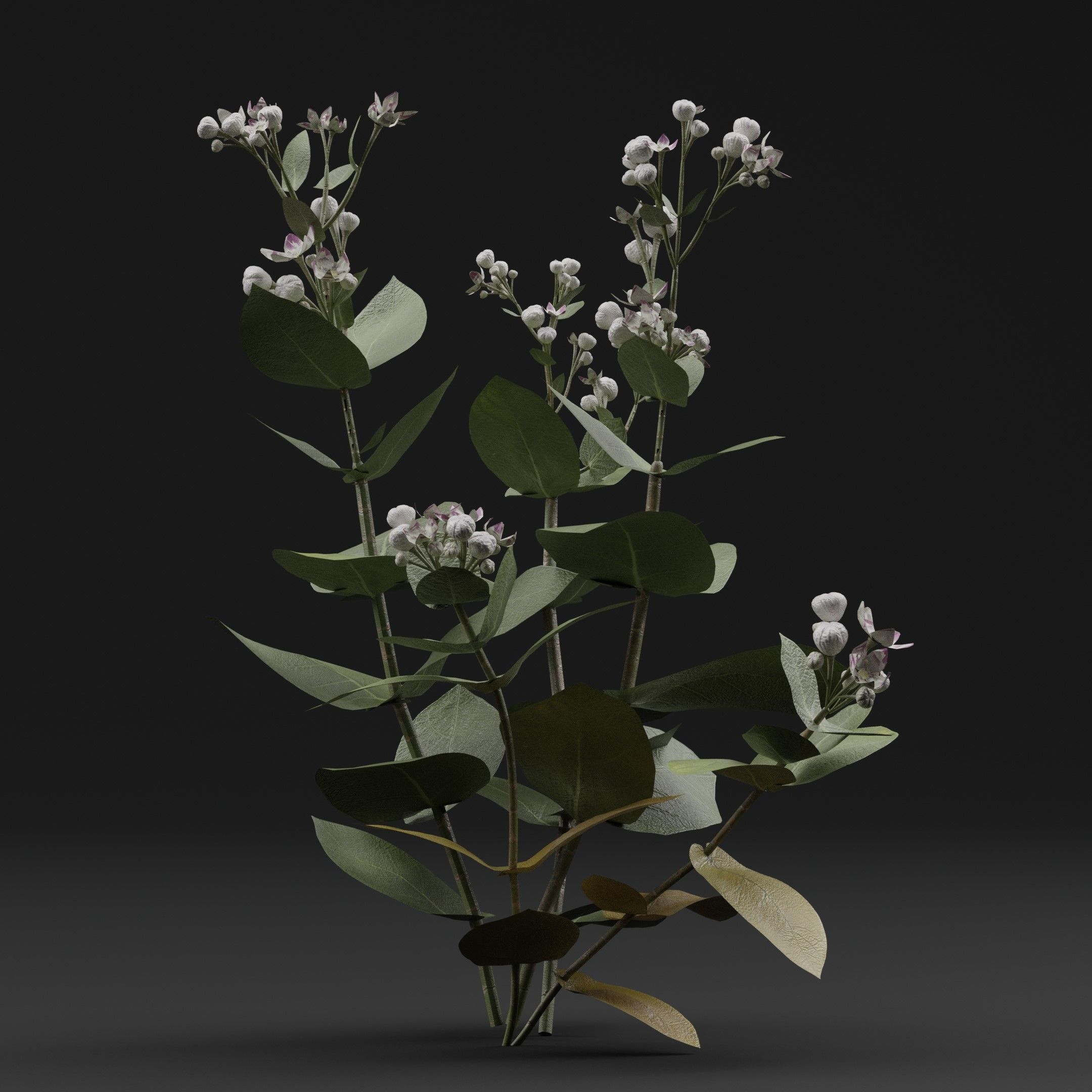 FicusElastica Plant 3D model_5