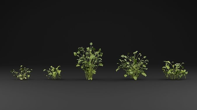 Cilantro Plant 3D model