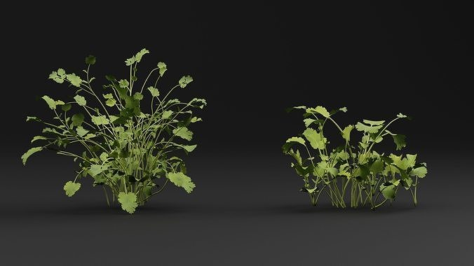Cilantro Plant