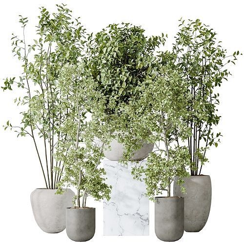 AV-Indoor plants set 170 Beech Olea Olive Eucalyptus and Wilsoni 3D model