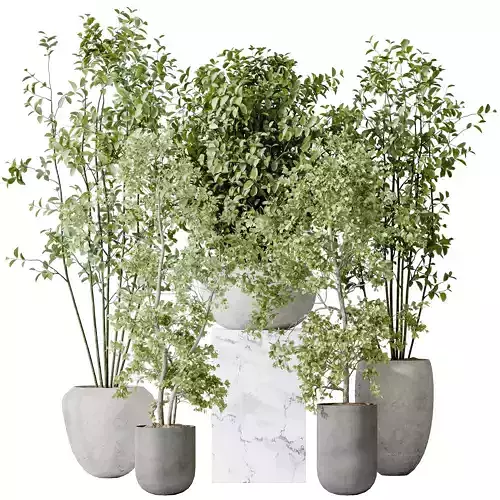 AV-Indoor plants set 170 Beech Olea Olive Eucalyptus and Wilsoni