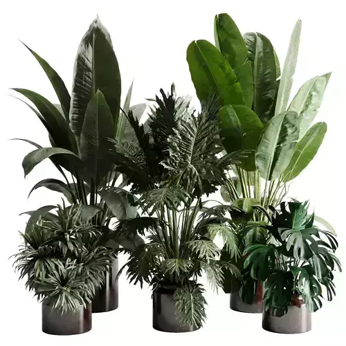 Tree plant palm in ceramic vase - indoor plant set 555