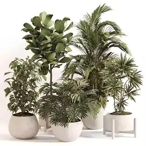 Indoor Plant Set 0145