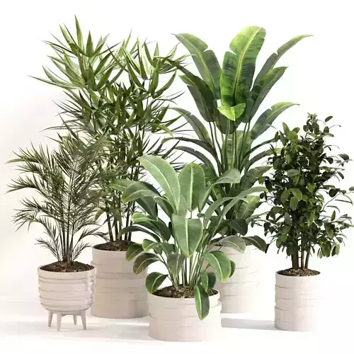Indoor Plant Set 0146
