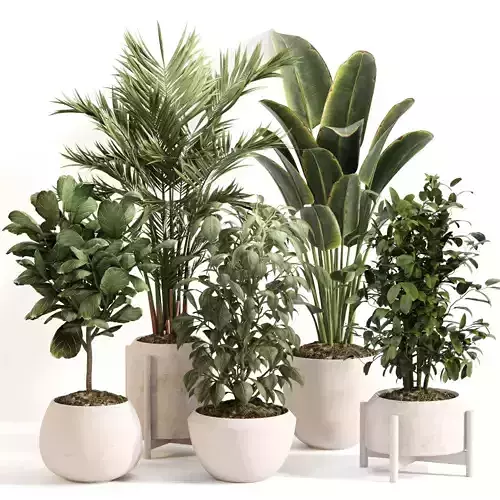 Indoor Plant Set 0147 3D model