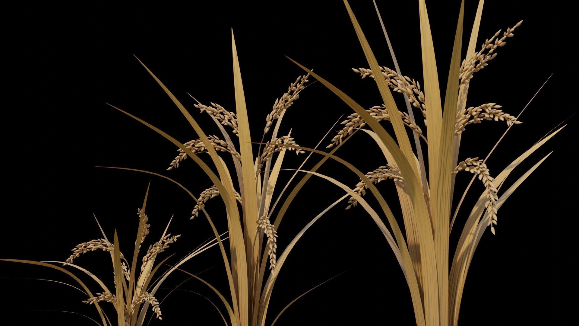 Rice Plants Low-poly 3D model_2