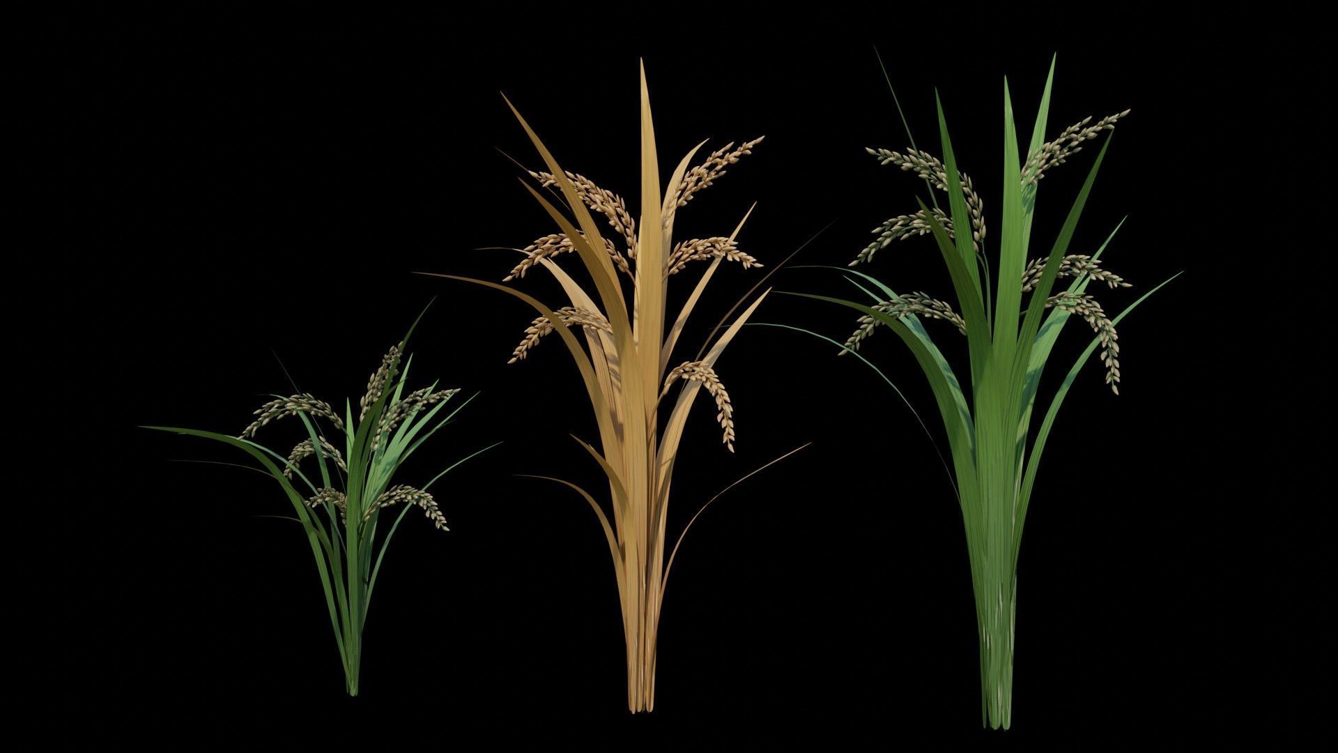 Rice Plants Low-poly 3D model_3