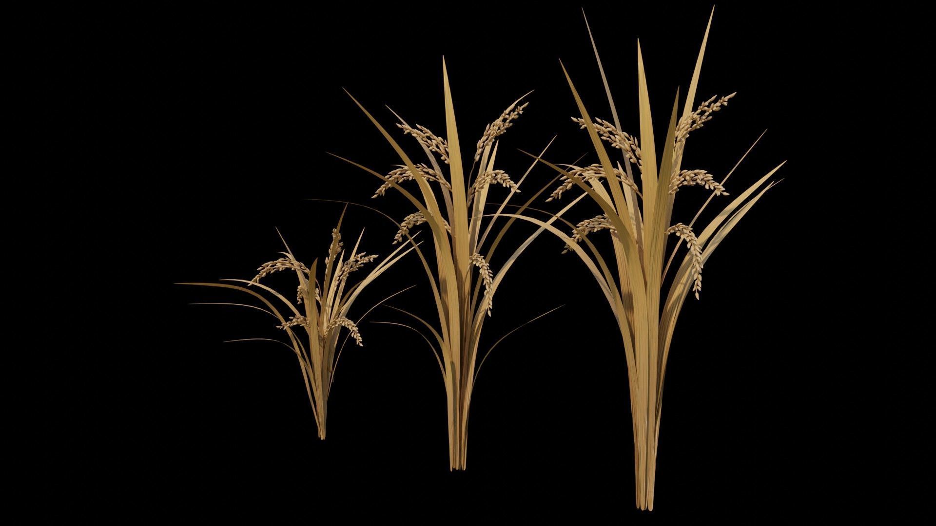 Rice Plants Low-poly 3D model_1