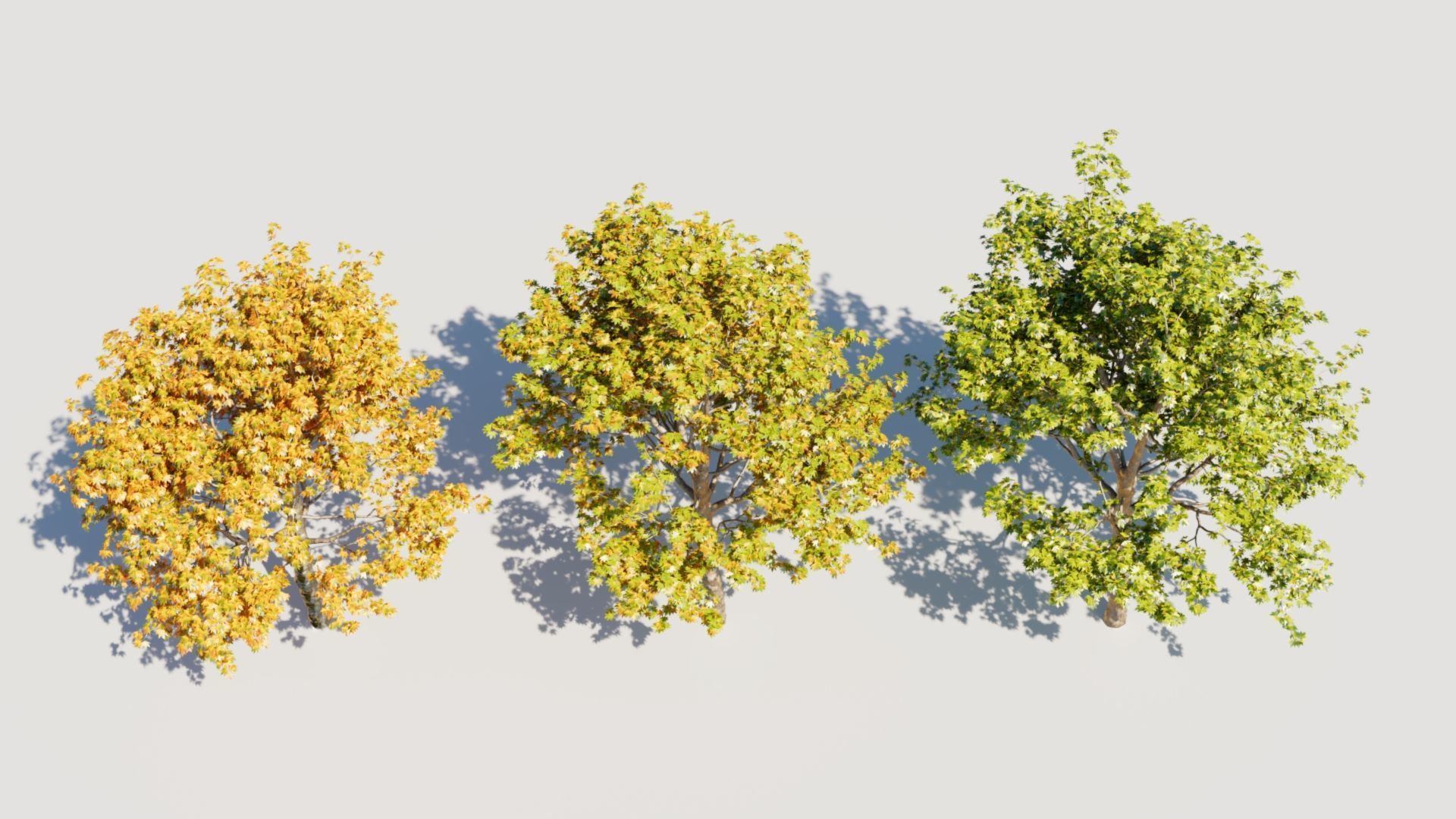 Platanus orientalis a 3D model_6