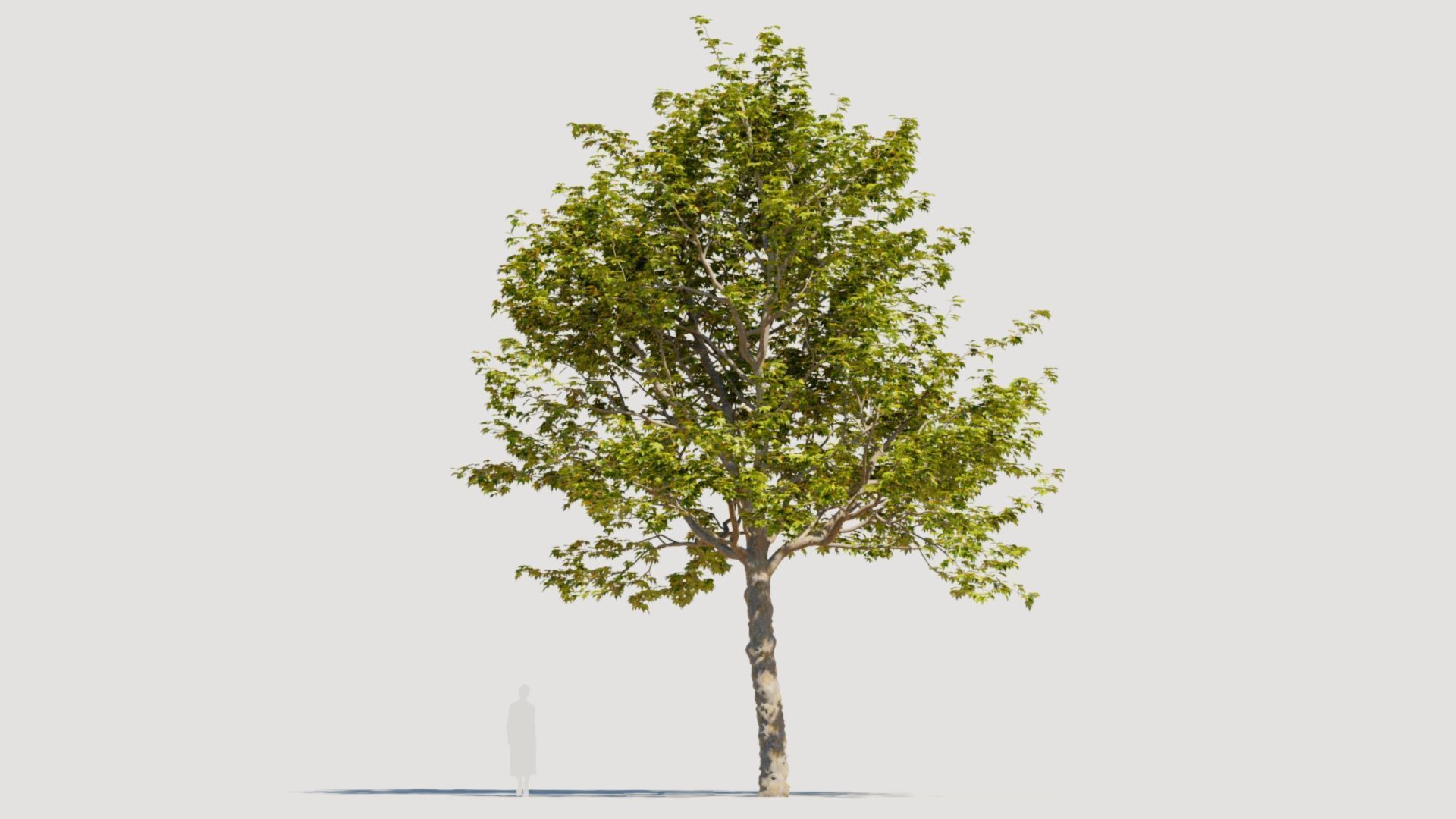 Platanus orientalis a 3D model_11