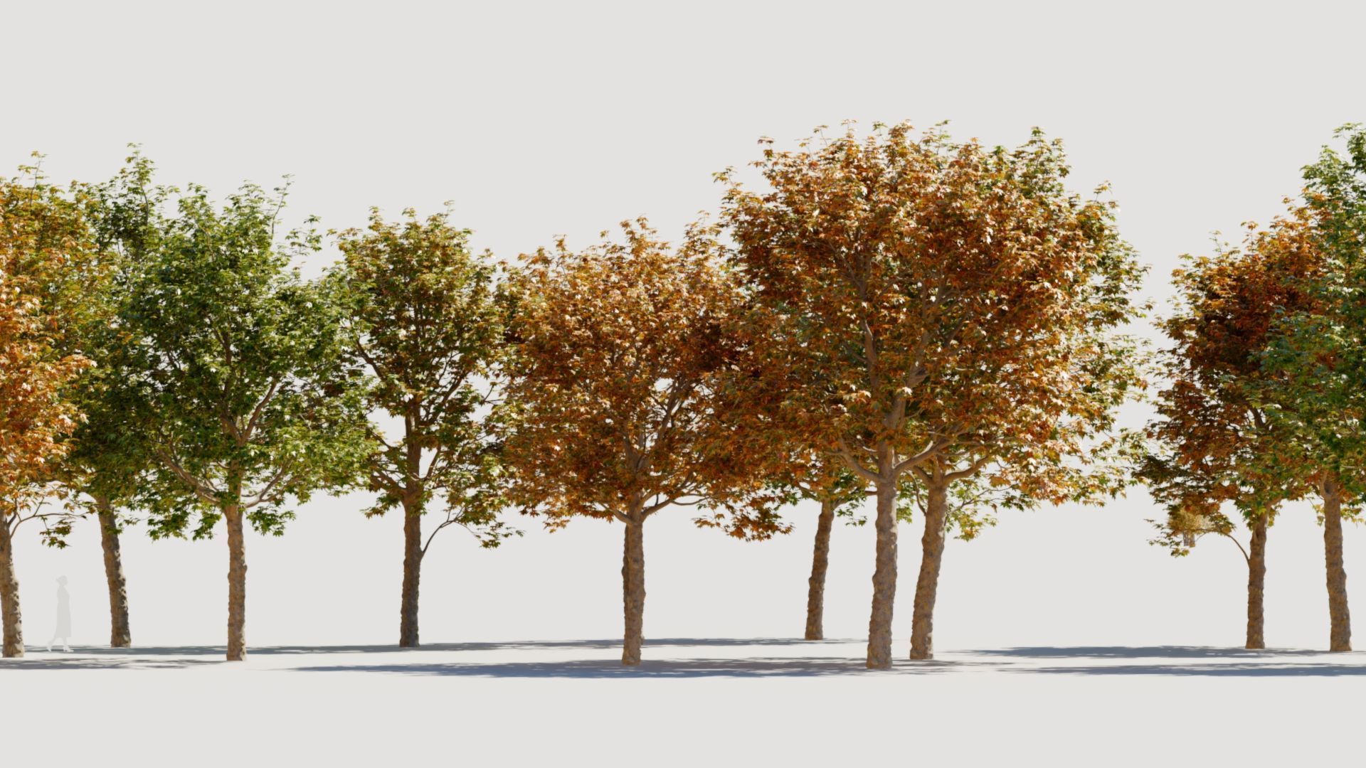 Platanus orientalis a 3D model_1