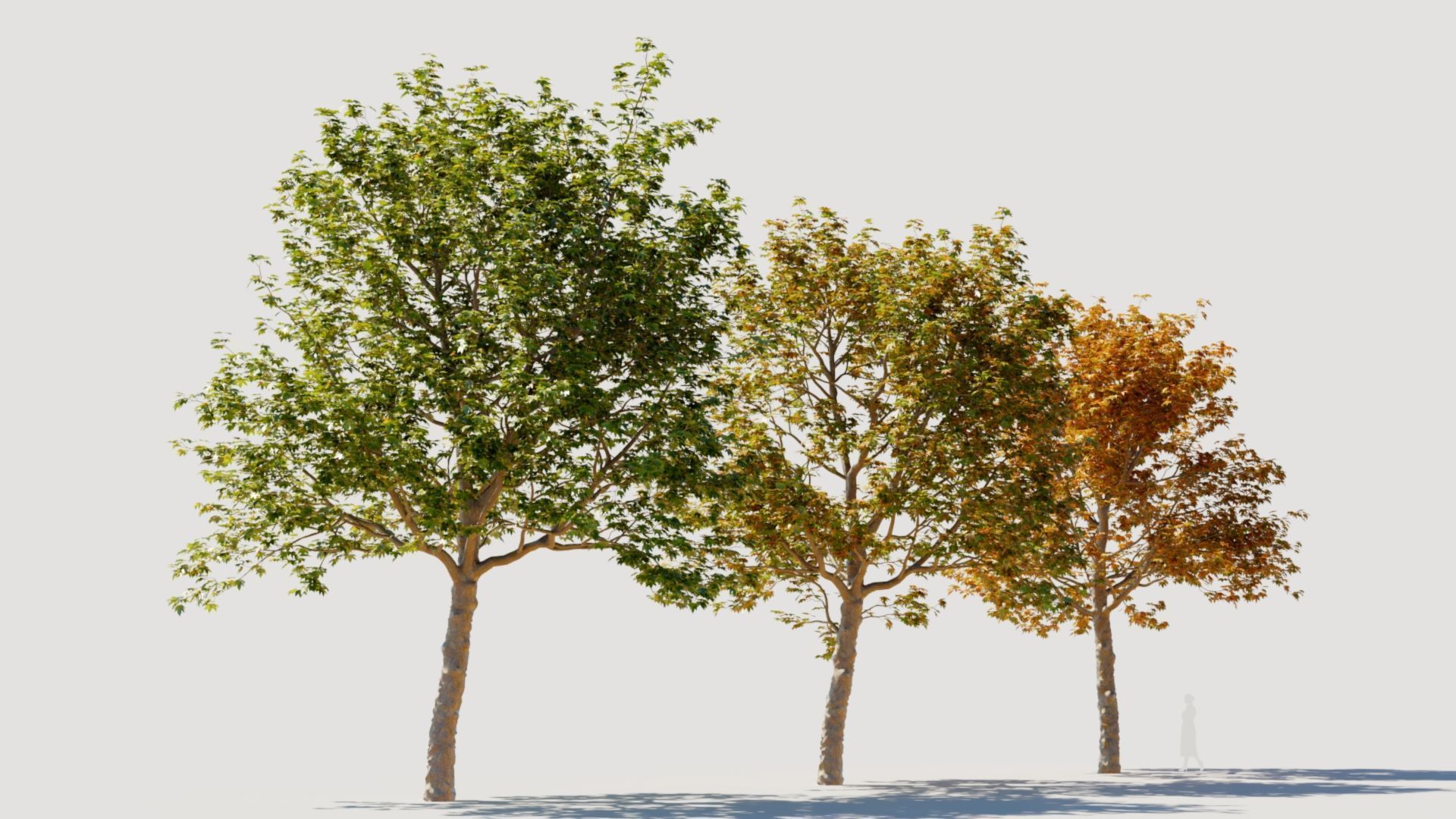Platanus orientalis a 3D model_8