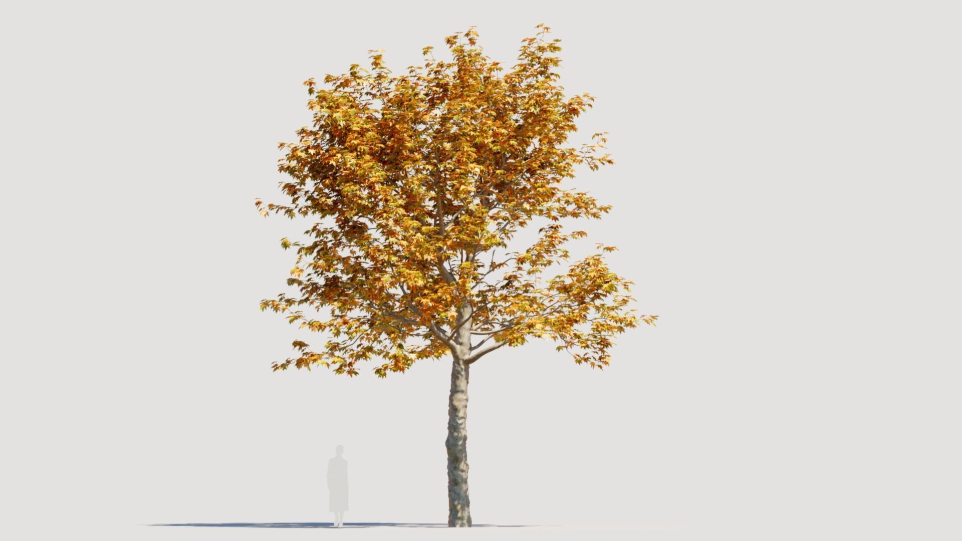 Platanus orientalis a 3D model_9