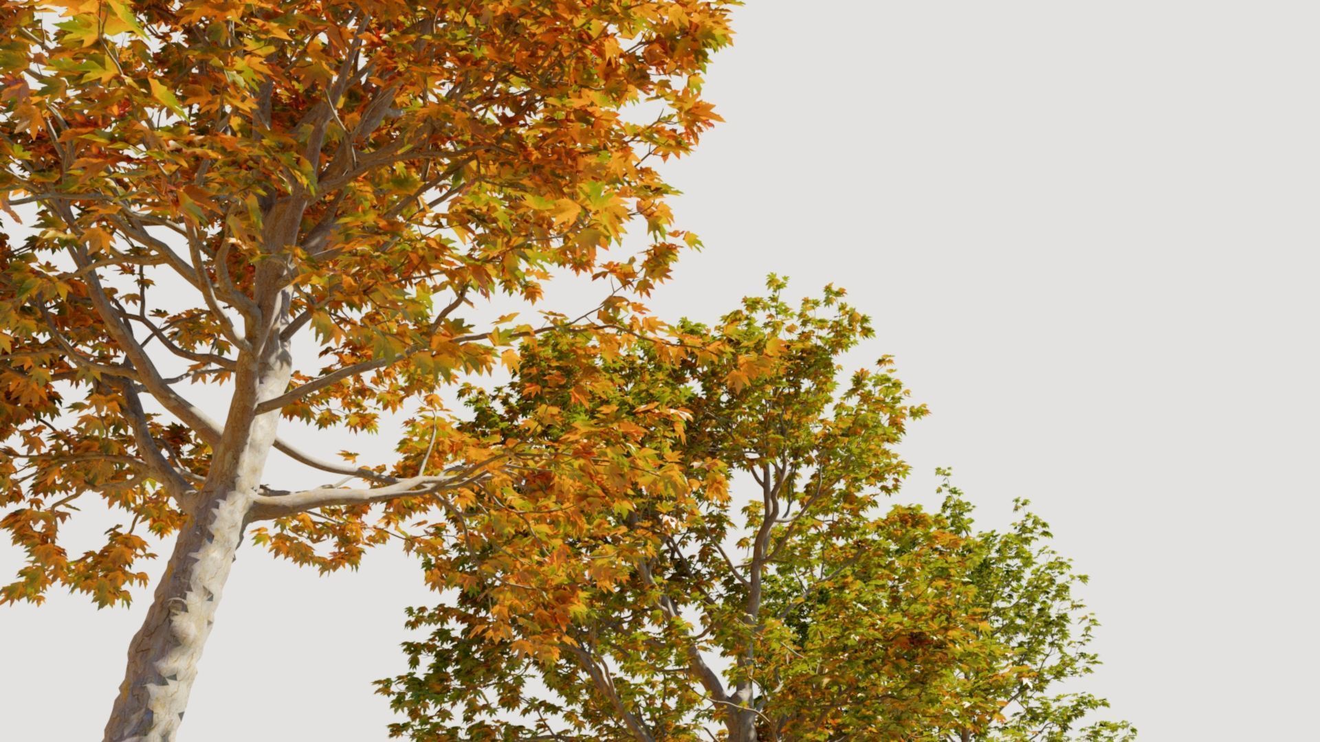 Platanus orientalis a 3D model_3