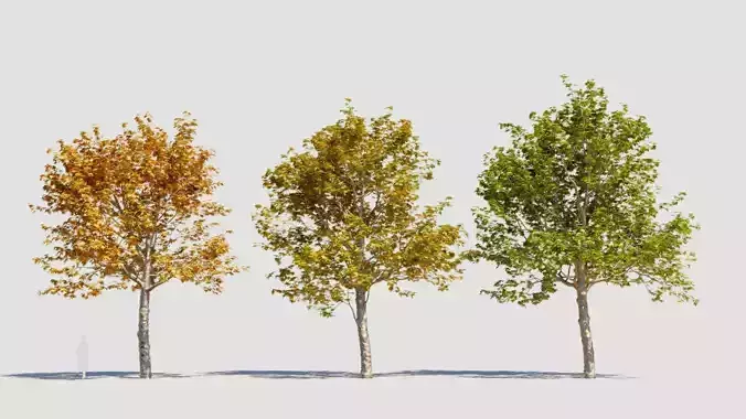 Platanus orientalis a 3D model
