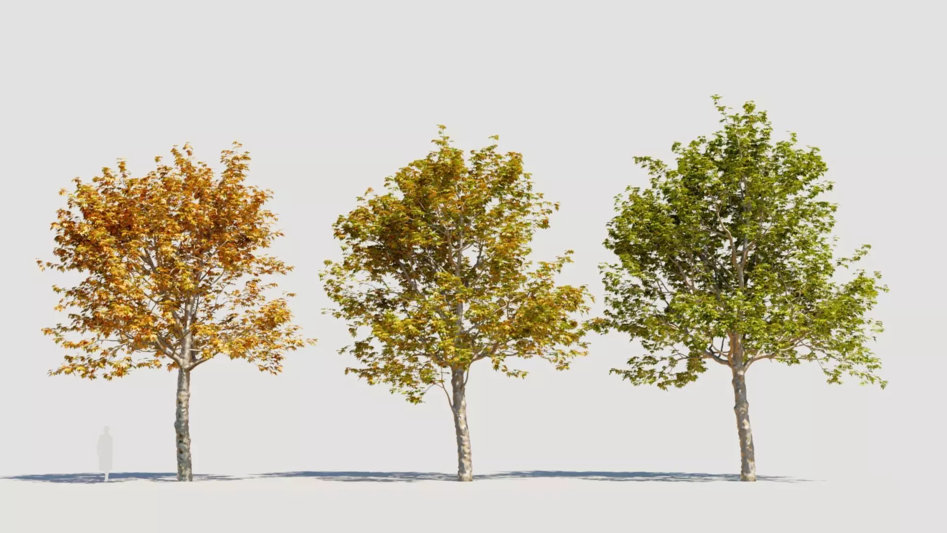 Platanus orientalis a 3D model_0
